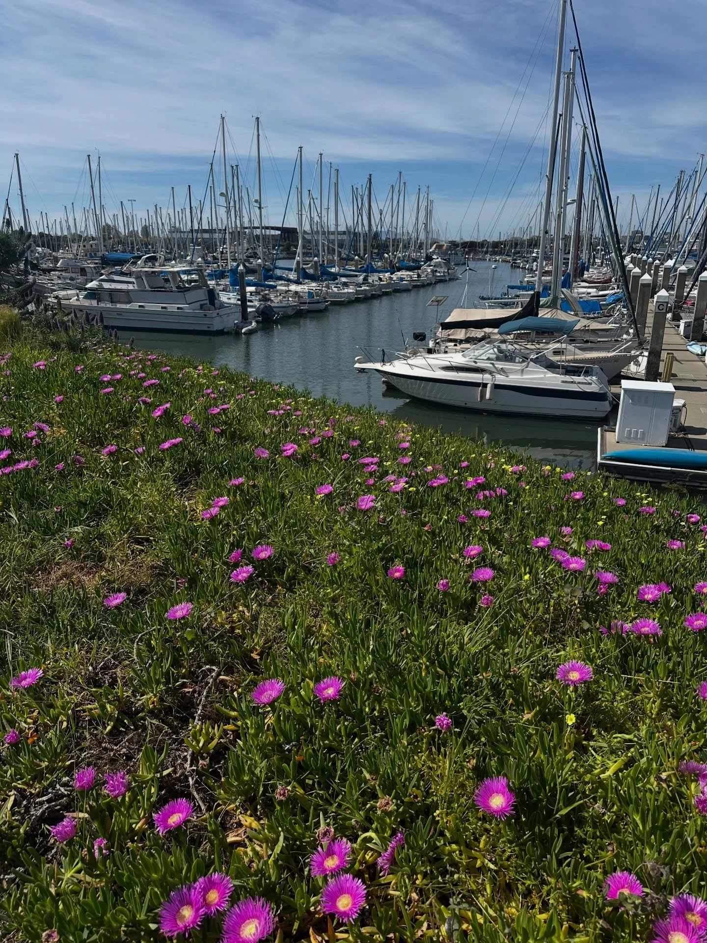 ⛵️🌸🌁💐