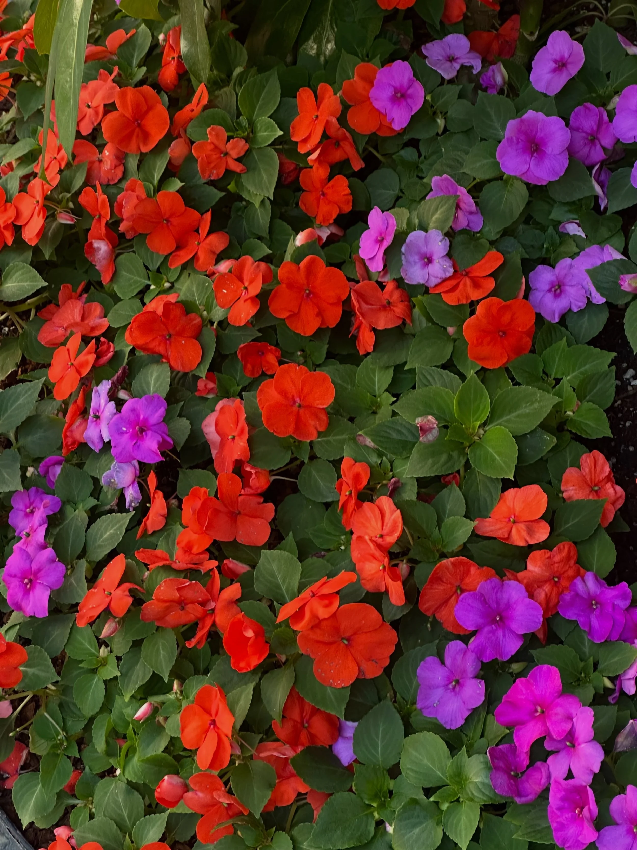 Collecting color combos for later 🌹☂️✨