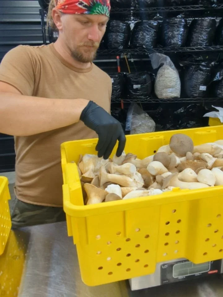 We're trying out something new for the 4th of July market tomorrow - we'll be bringing you sliced king trumpet mushrooms in addition to our regular mushroom line up! 
Why sliced? King trumpets are an amazing mushroom to marinate and grill - their un