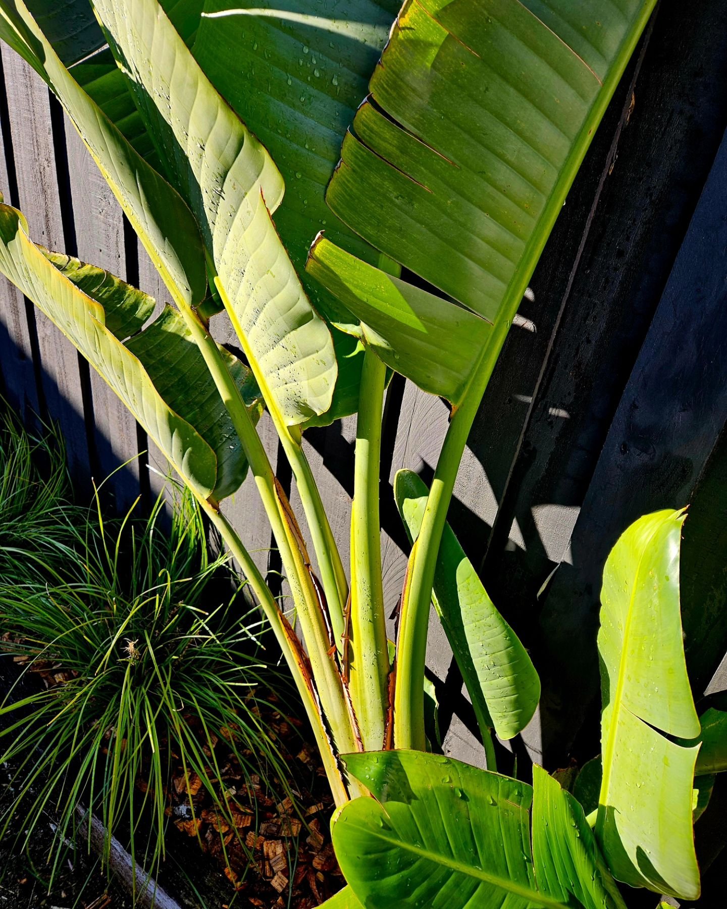 I hope I don't jinx us by saying this... but how beautiful has the Autumn weather been this week! I spent some time in the sunshine today, planting some bird of paradise and grasses. After weeks of removing bamboo it feels so good to see some greener