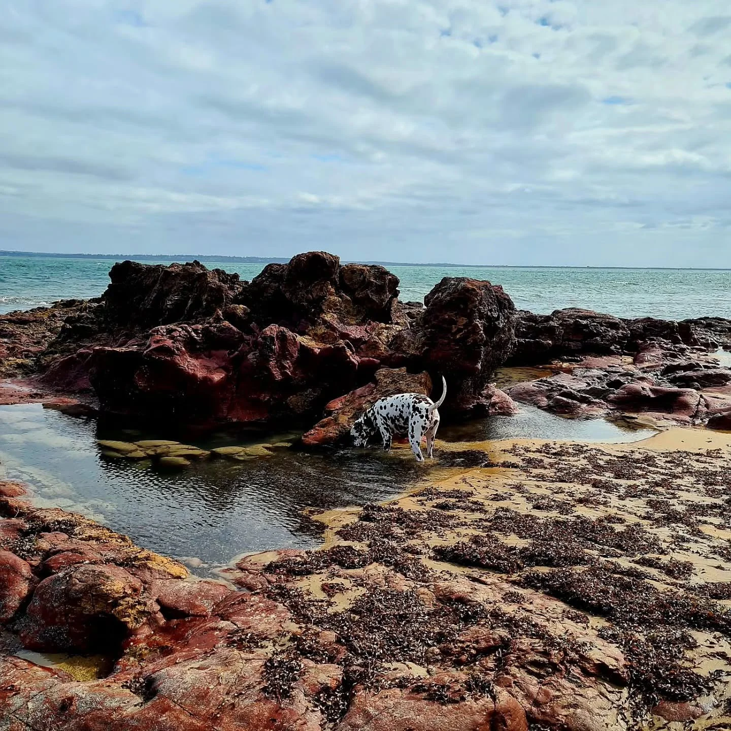 We're home from our little getaway at Phillip Island. 🌊
Our beautiful Dalmatian Dez experienced the beach for the first time and even learnt to swim! 🐾🐚☀️