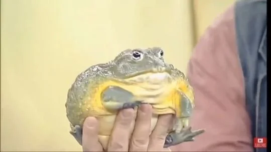 Person holding a large, yellow and green frog with bumpy skin.