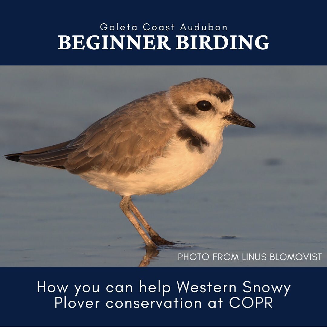 🌊 Happy Friday! Following our talk with Jessica Nielson, here are some ways that you can support Western snowy plover conservation and the overall ecosystem health at Coal Oil Point Reserve! 

📸 Thank you to our GCAS members for sharing photos of t