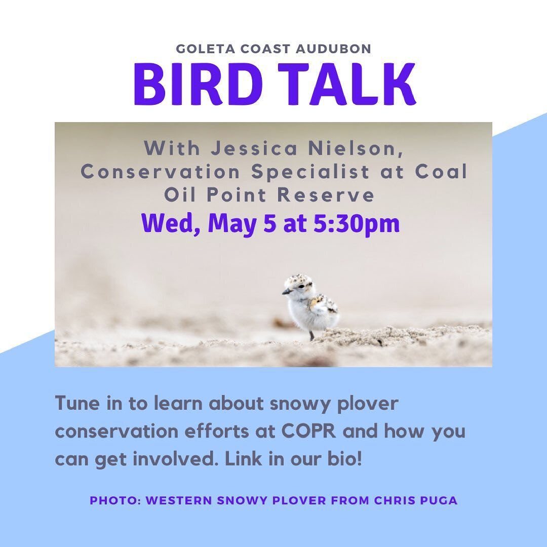🐤 We have our next Bird Talk coming this Wednesday, May 5th at 5:30pm! 

🌊 Coal Oil Point Reserve is an important wintering and breeding site for the federally threatened Western Snowy Plover

🐣 The reserve dedicates a great deal of effort to ensu