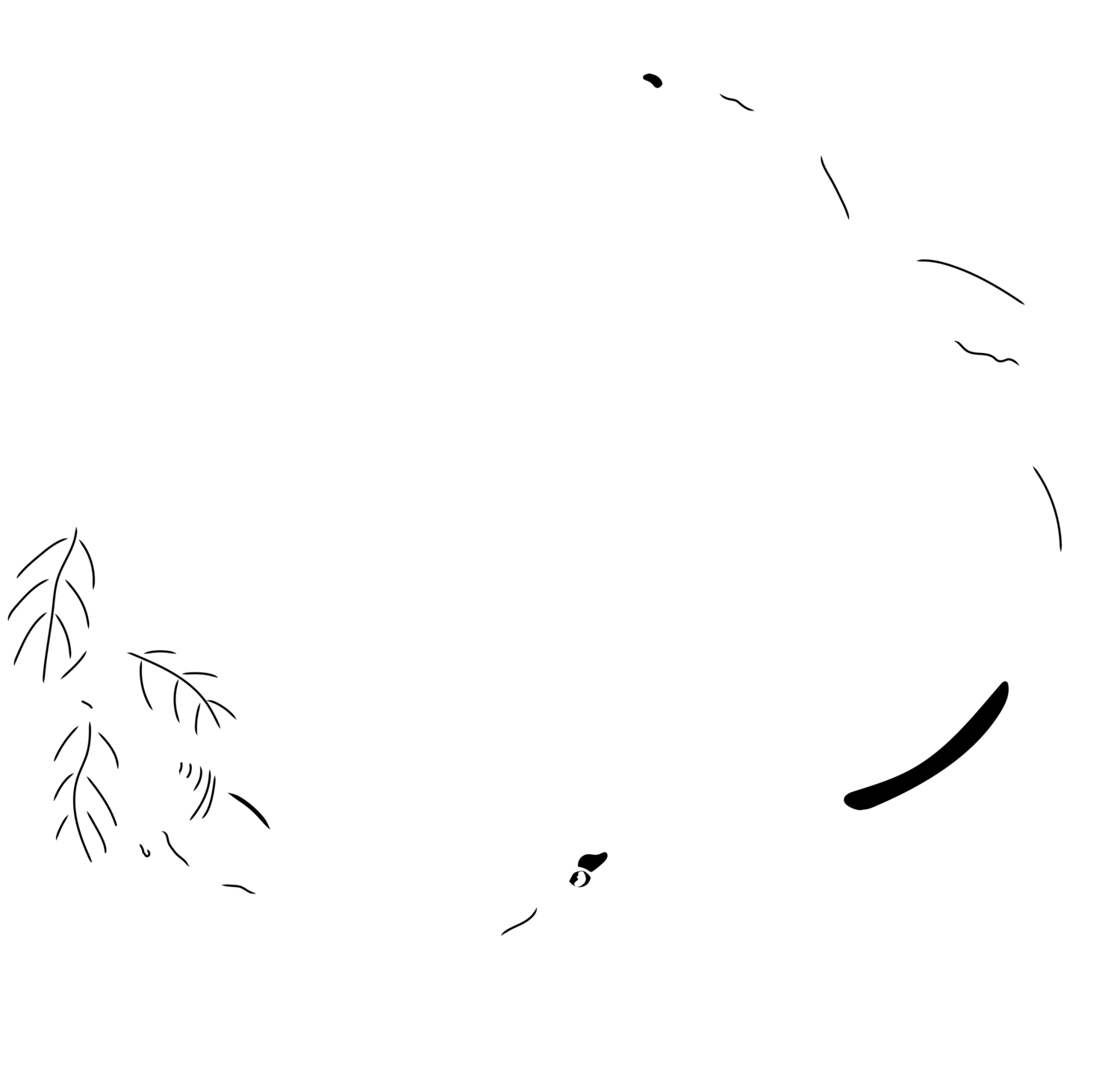 Goleta Coast Audubon Society
