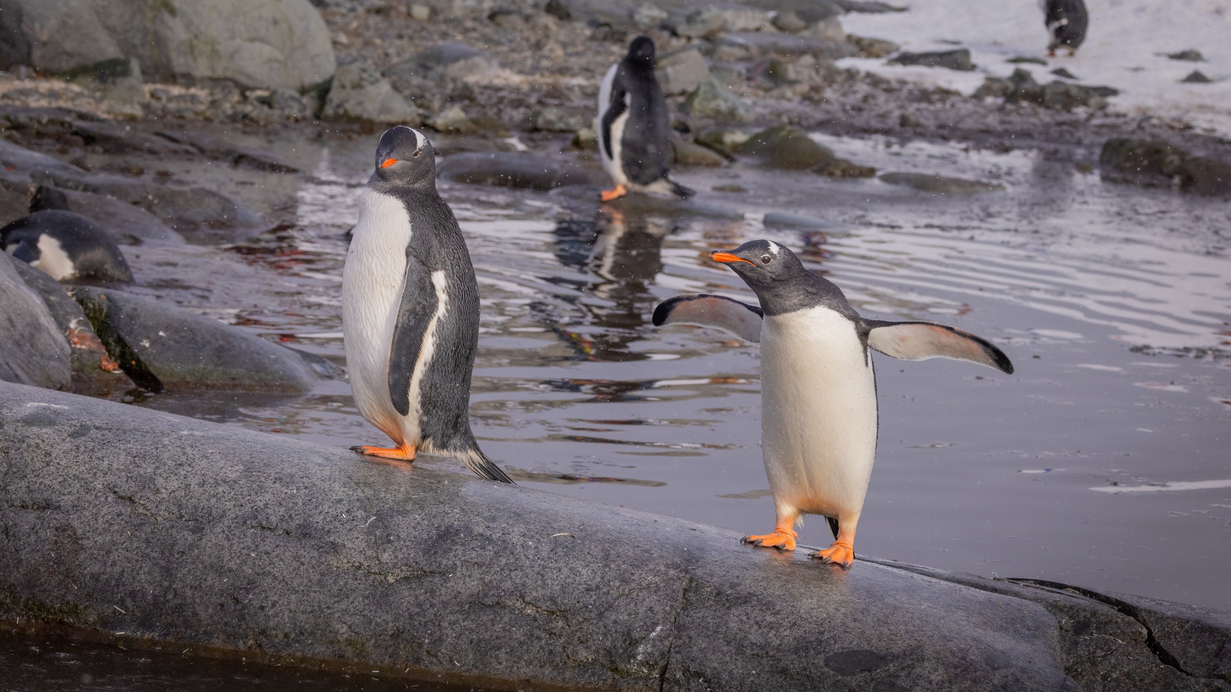 Antarctica_TravelingJules_Peterman Island Penguins_239A1976_2500px.jpg
