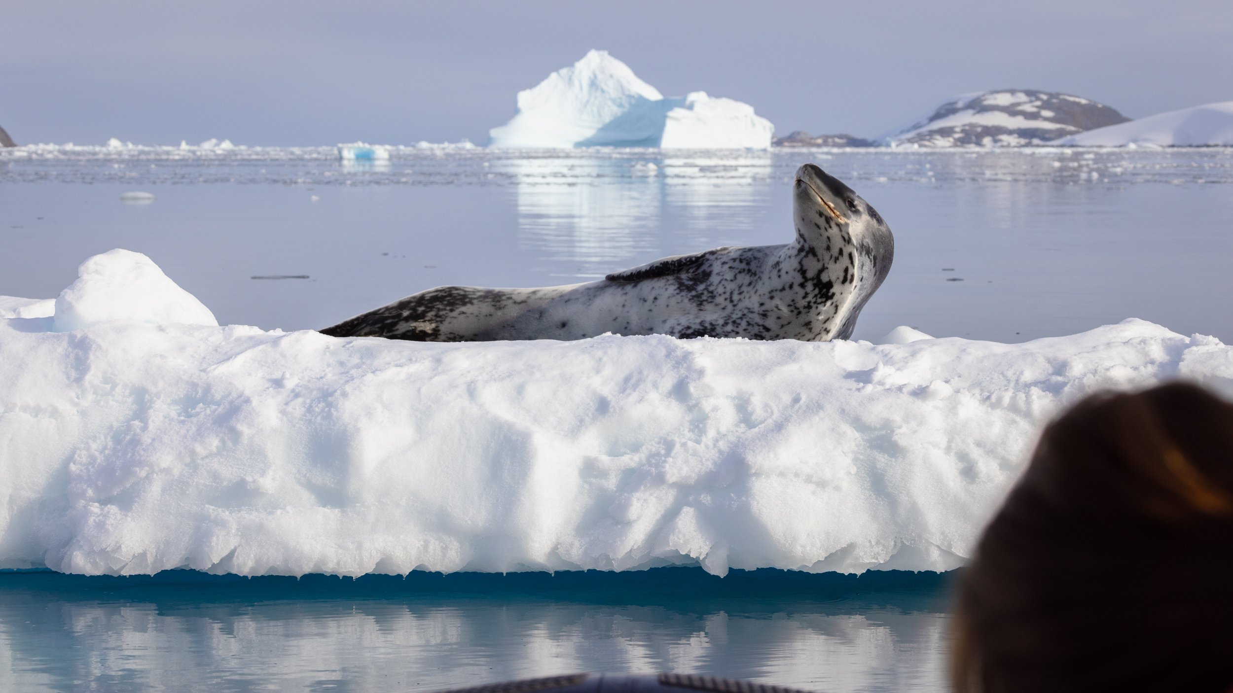 Antarctica_TravelingJules__Pleneau Bay_Scenery and Wildlife_239A2397_2500px.jpg