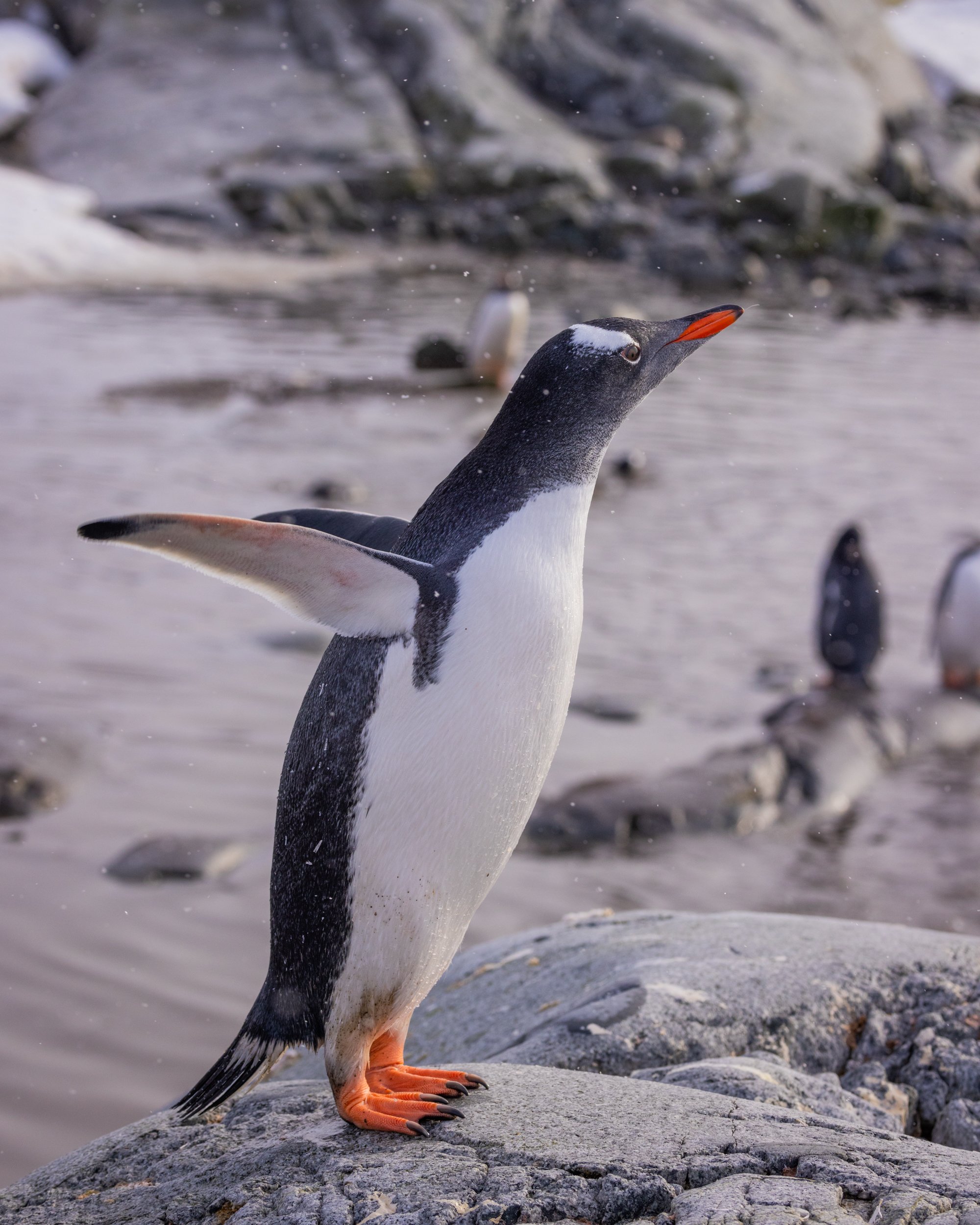 Antarctica_TravelingJules_Peterman Island_Penguins_239A2020_2500px.jpg