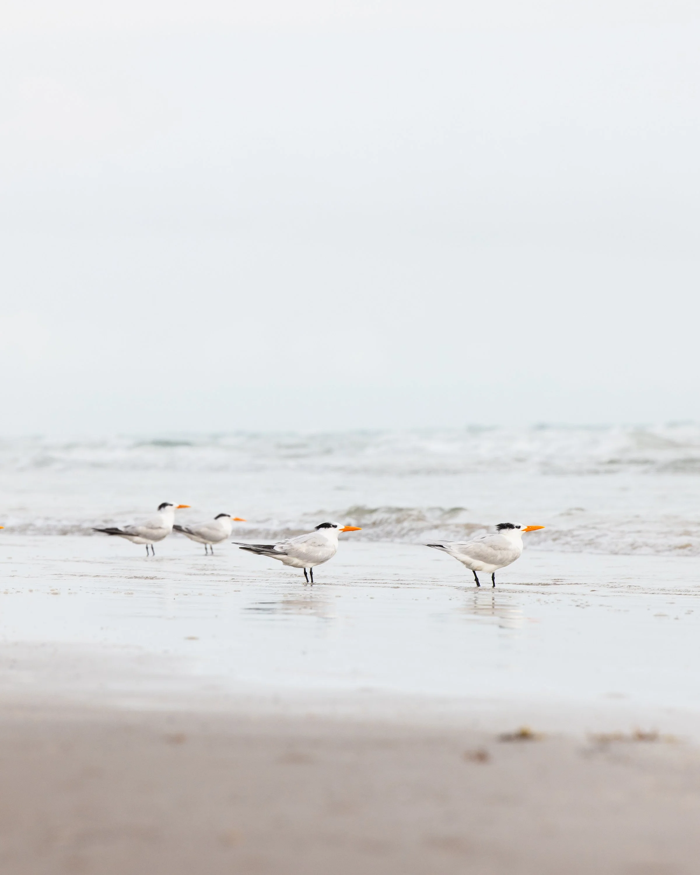 Corpus Christi_Texas_TravelingJules_TJPA6815-3.jpg