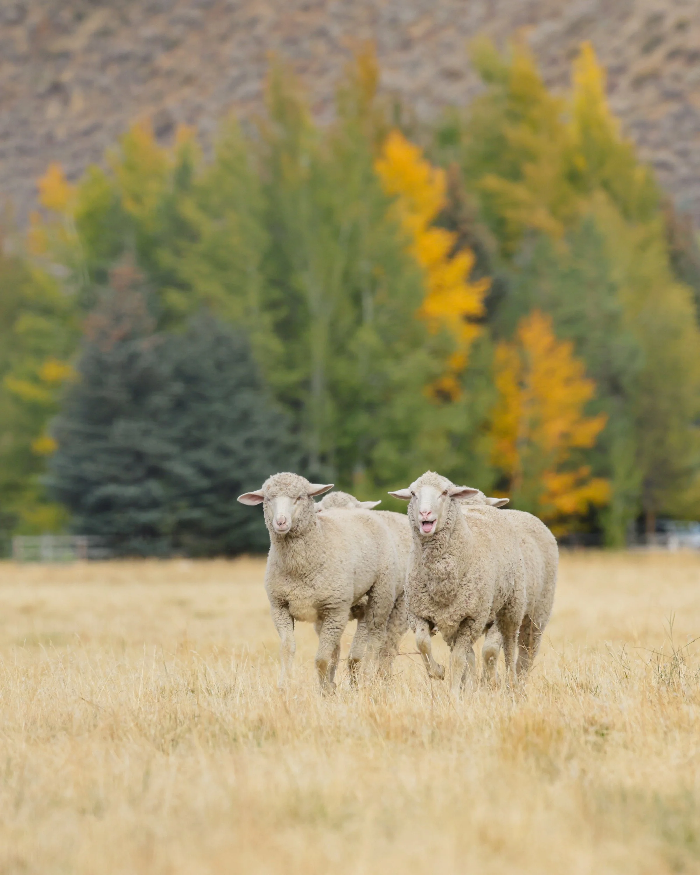 Trailing of the Sheep Festival_Sun Valley_Idaho_TravelingJules_056A2517_4x5_3000px.jpg