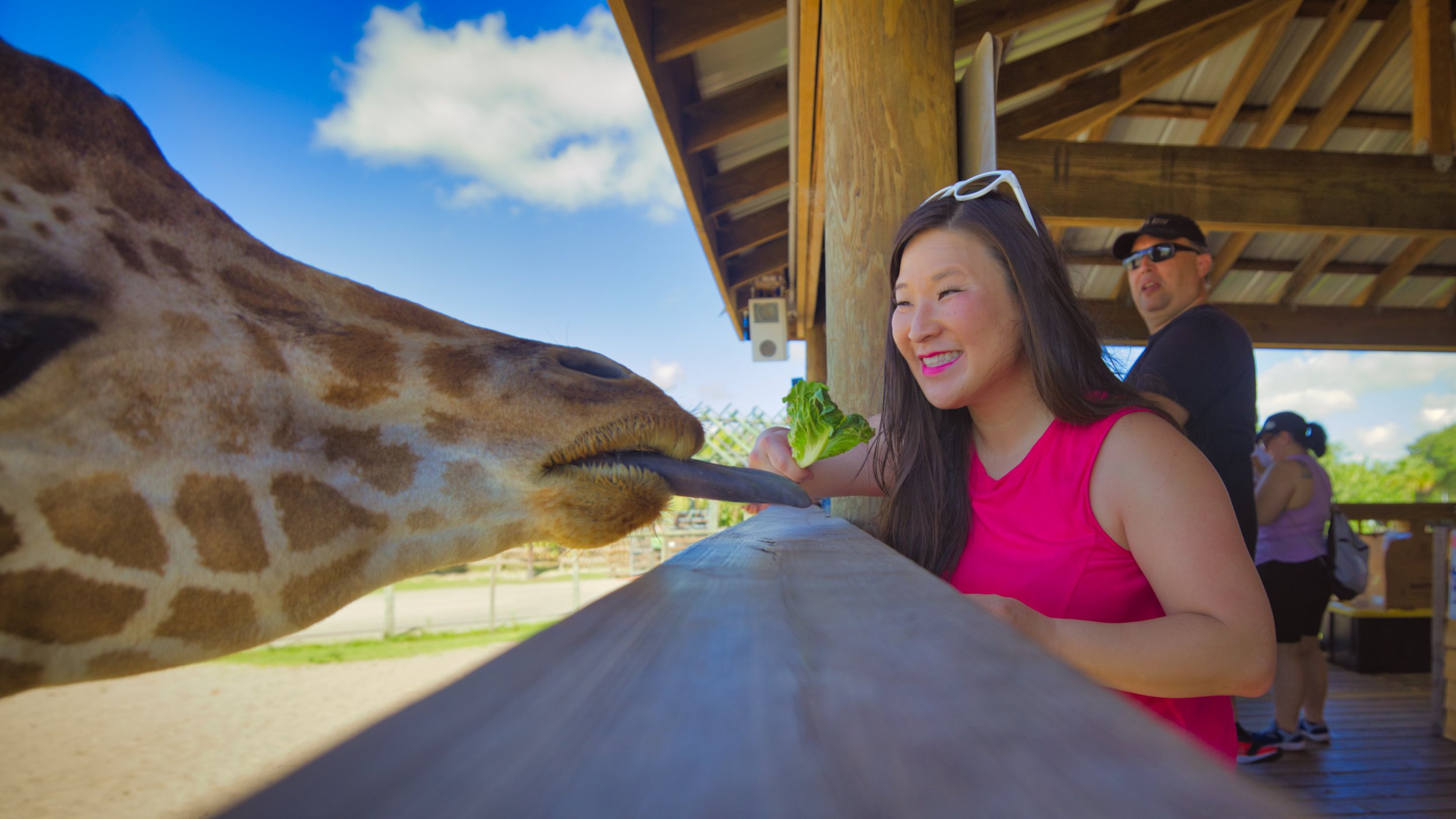 TravelingJules_Orlando and Kissimmee Flordia_Wild Flordia Feeding Giraffes_TJP_9461 16x9 2500px.jpeg