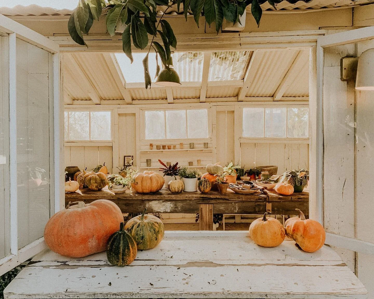 Not ready to let this color palette pass just yet🍂

#pumpkindecor #gardeninginspiration #decordesign #surfacepatterndesign #surfacedesign #surfacepatterncommunity #repeatingpattern #wallpaperdesign #walldecoration #seamlessrepeats #printandpattern #