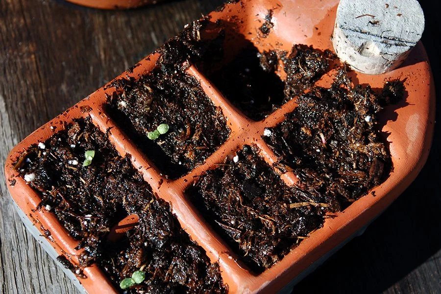 Maintaining Manoa lettuce