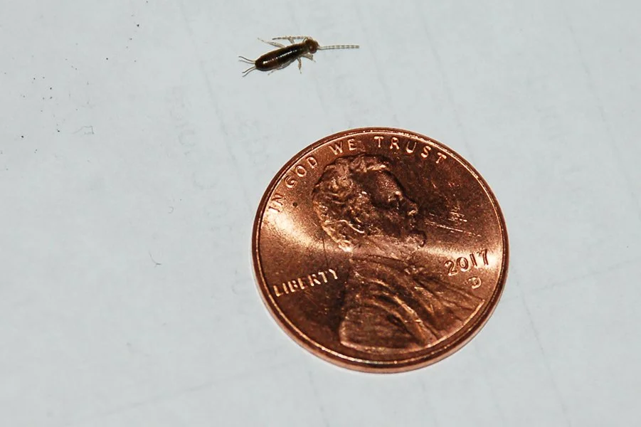Earwig Infestation