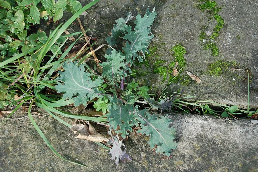 The Kale That Grew from Concrete