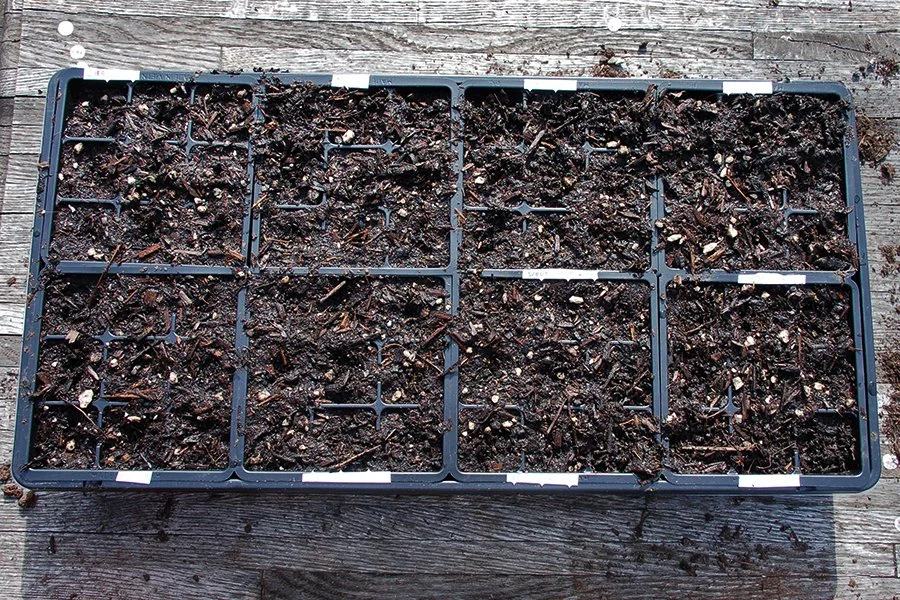 Second Year for Second Generation