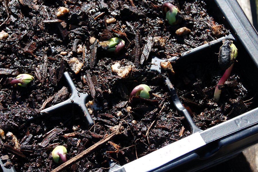 Beans and Cukes Emerge