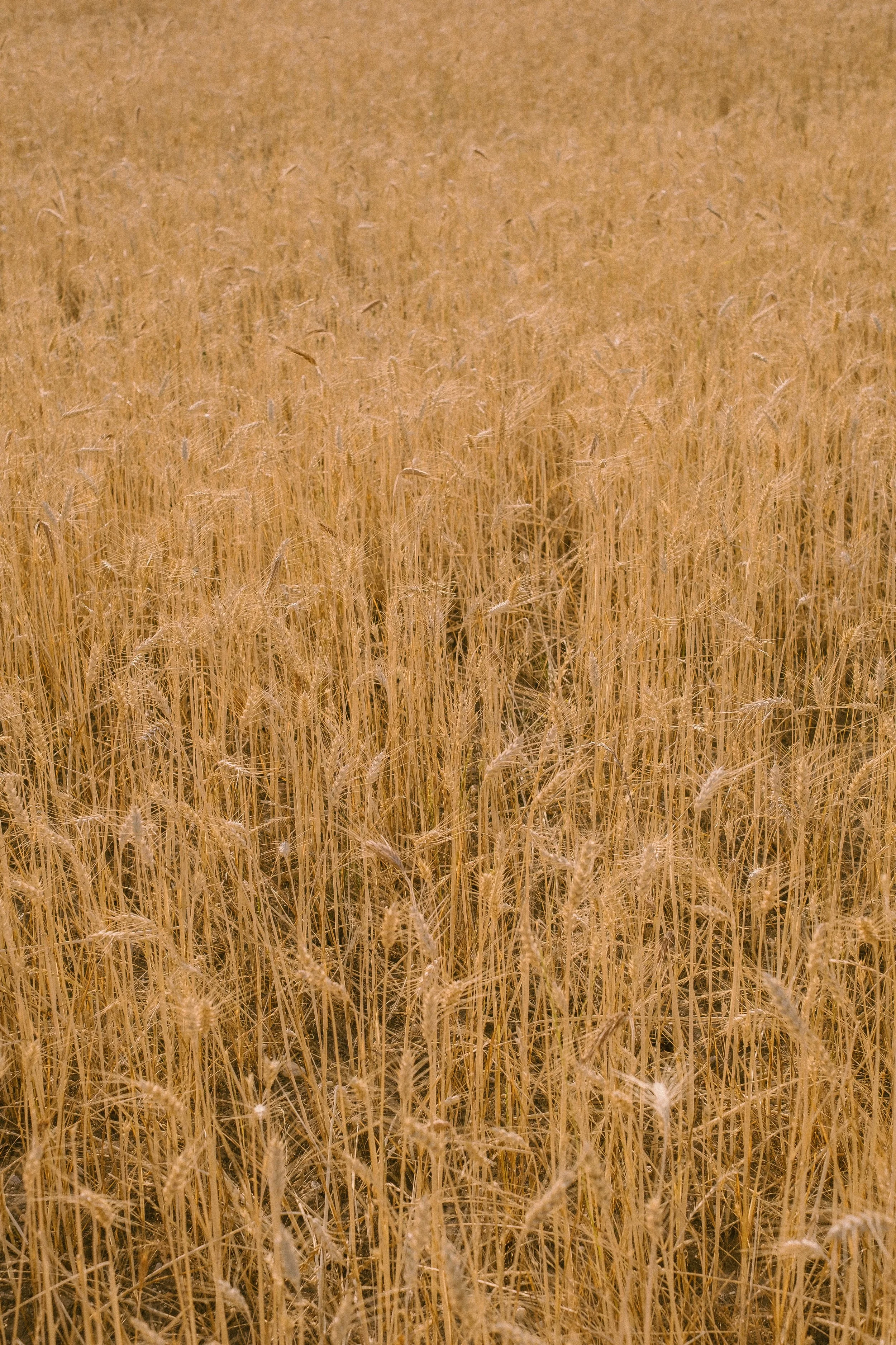 LS_0016.jpg