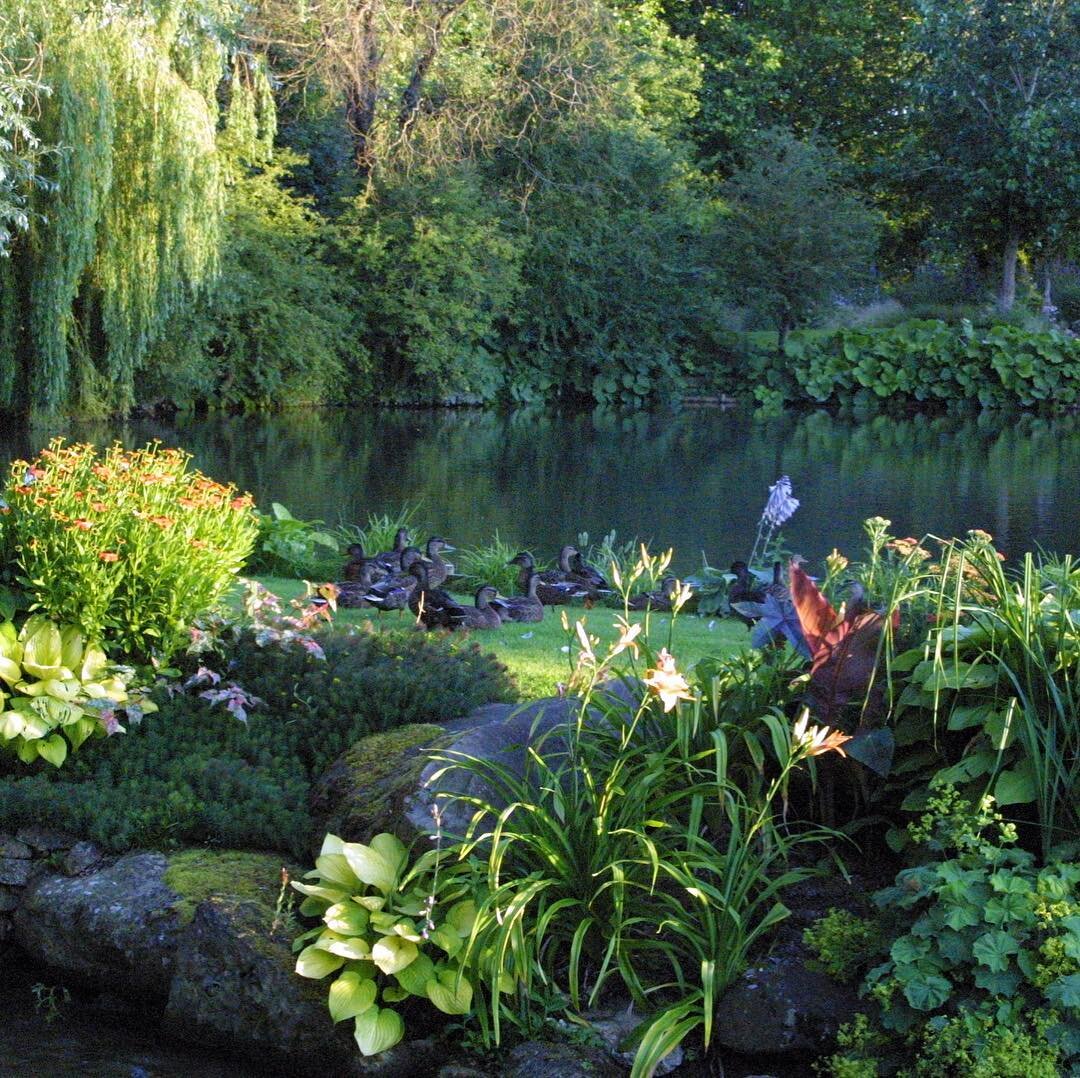 The lake and stream at the Grange#oxfordgardens #gardenersofinstagram #gardeners