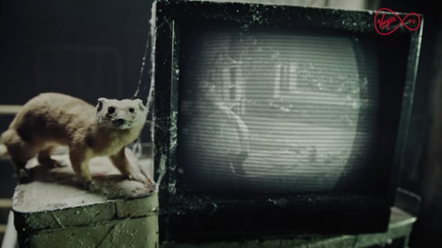 Happy House of Horror - Startled Ferret!