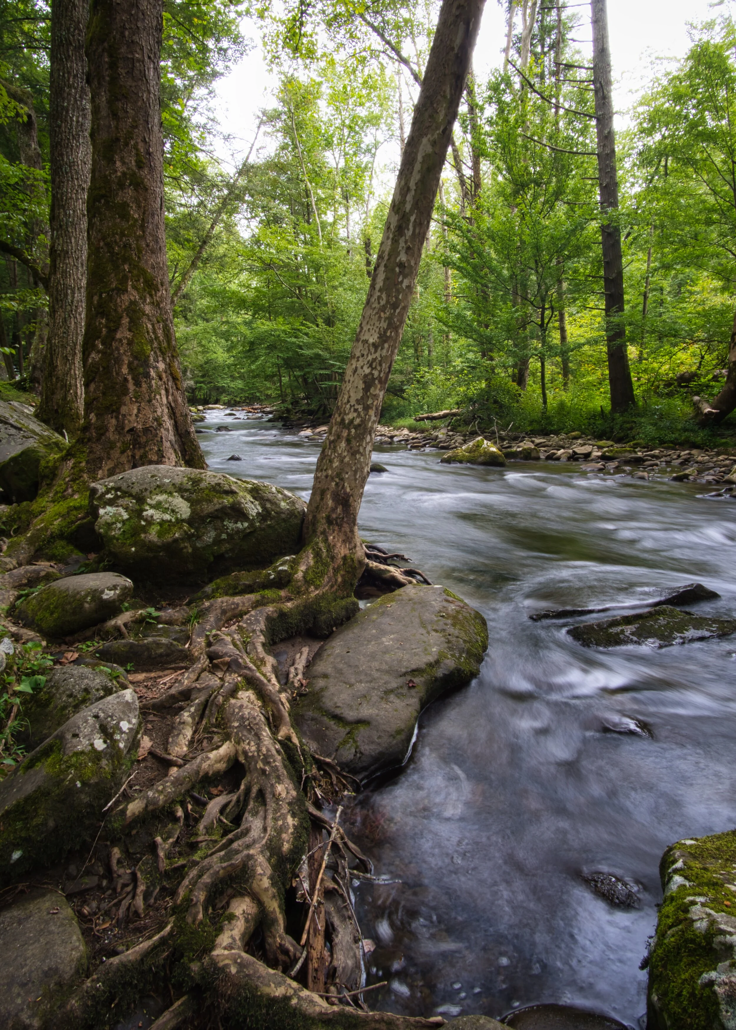 Great Smokey Mountain National Park (TN)