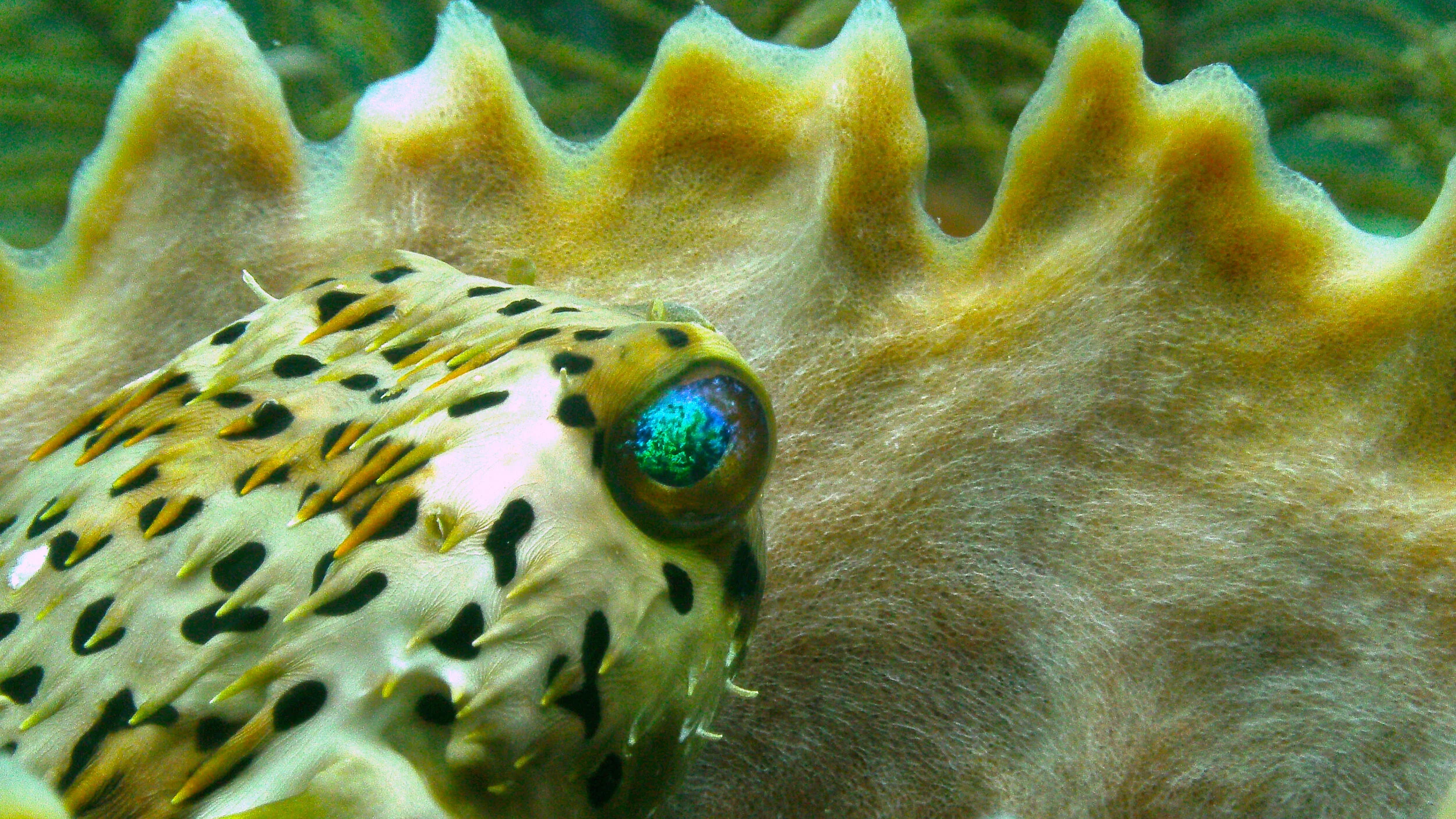 Balloonfish.jpeg
