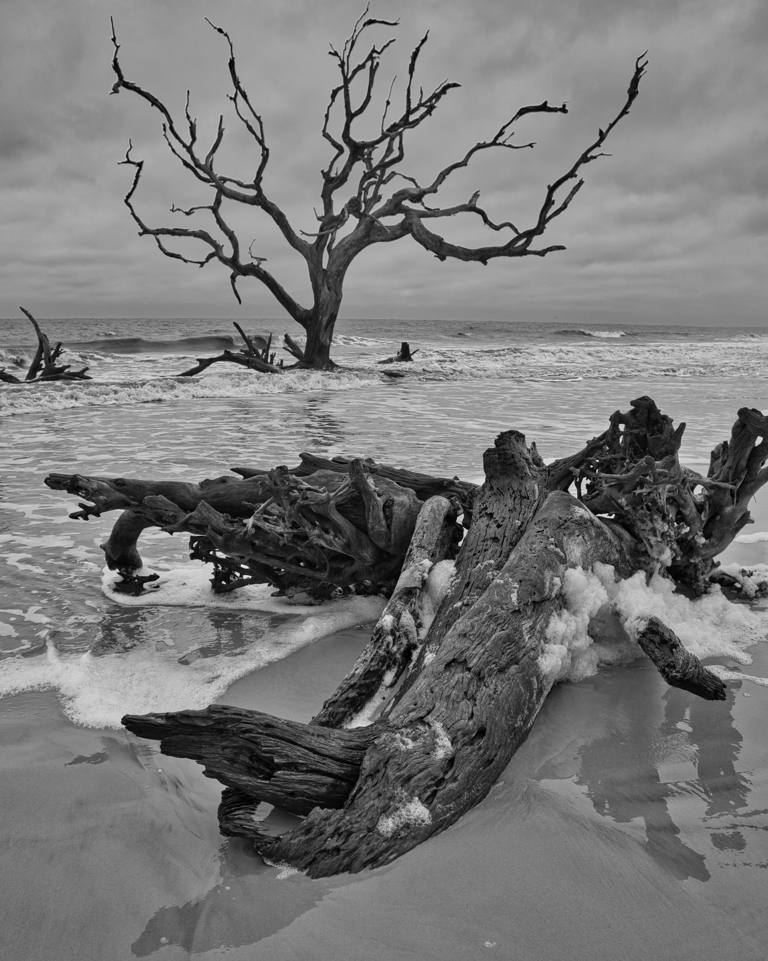Driftwood Beach (Jekyll Island, GA)