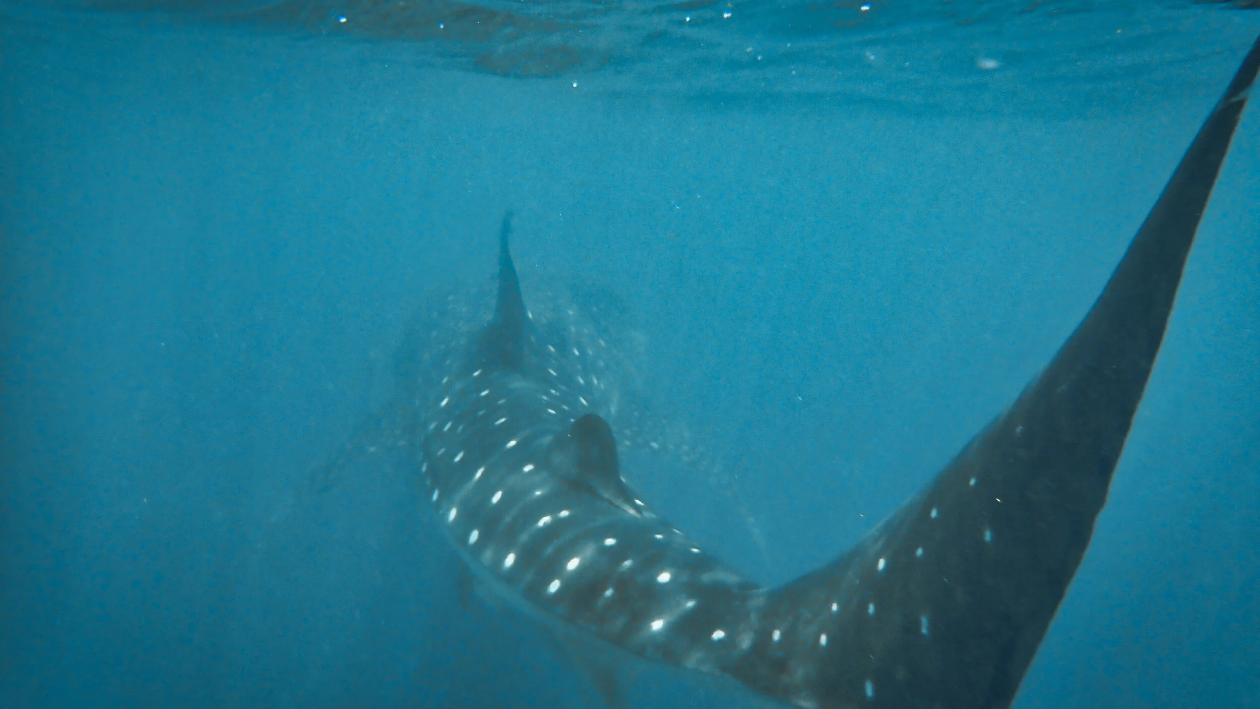 Whale Shark.jpeg