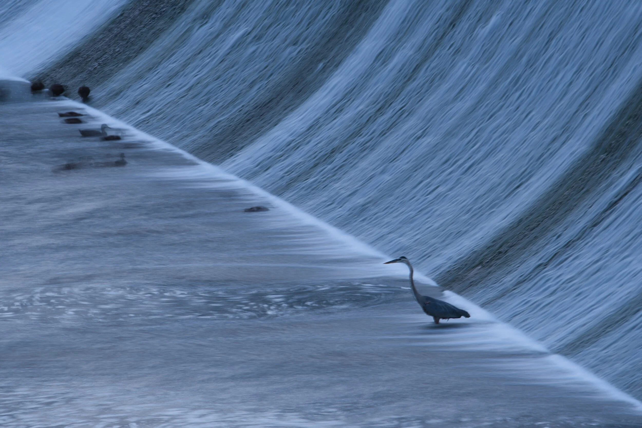 Blue Heron_Griggs.jpeg