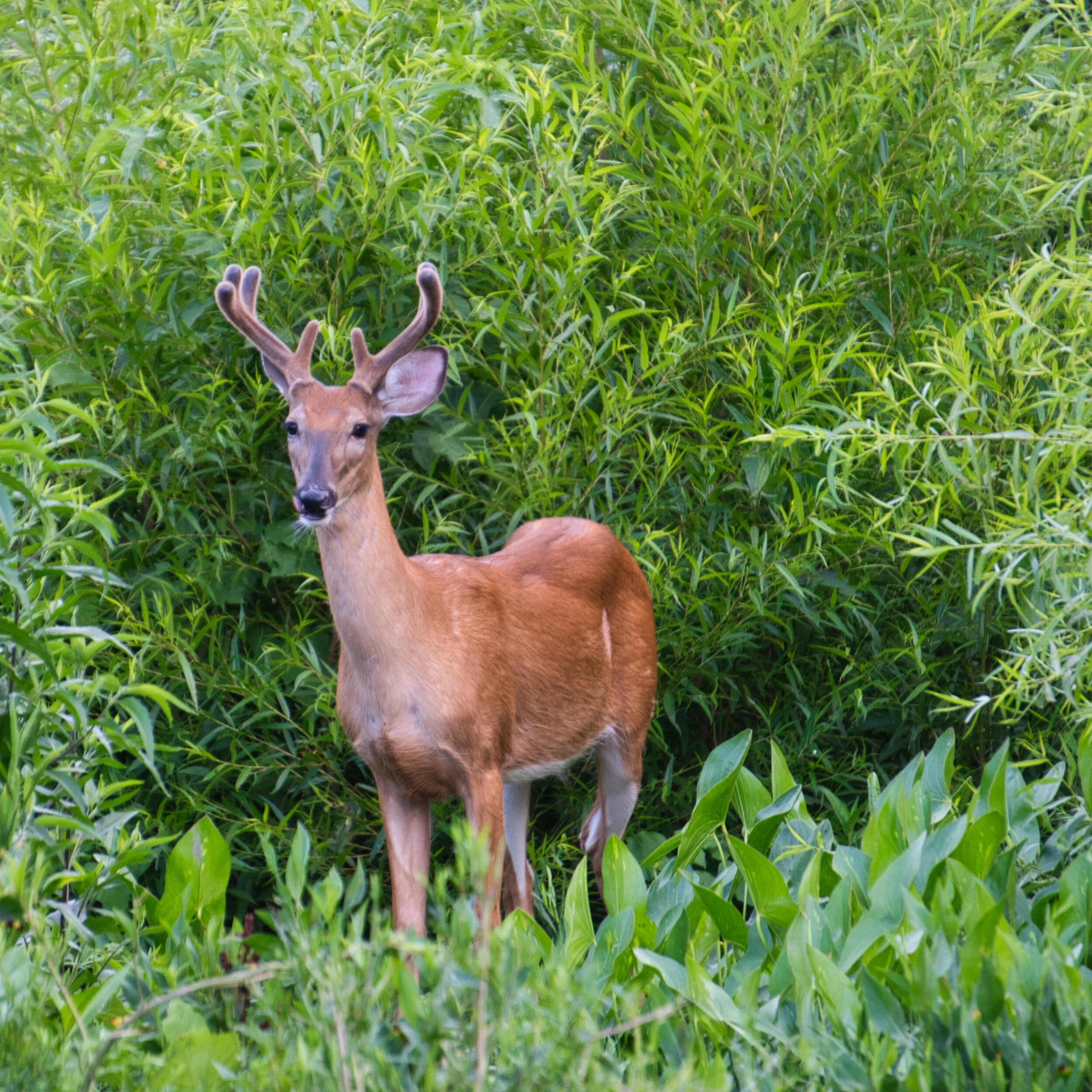 Confluence Deer 1 (Large).jpeg
