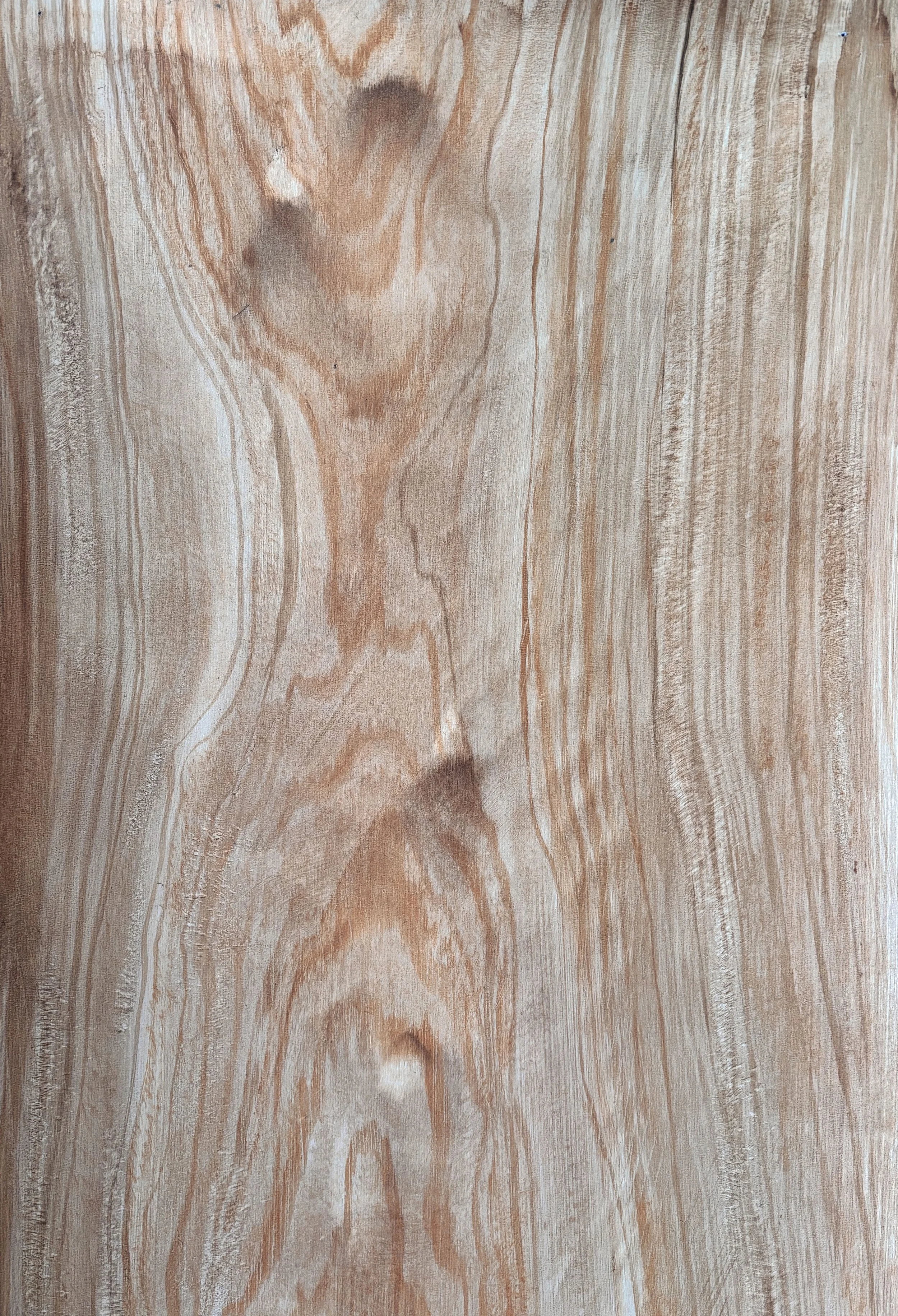 Elm