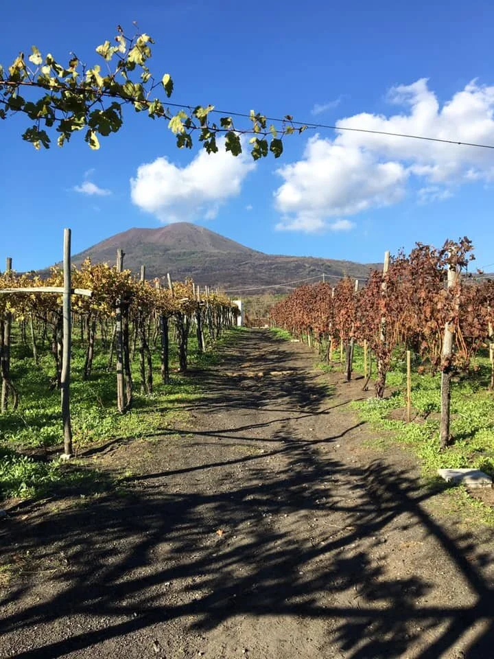 Vingården Le Cantine del Vesuvio med vulkanen i bakgrunden