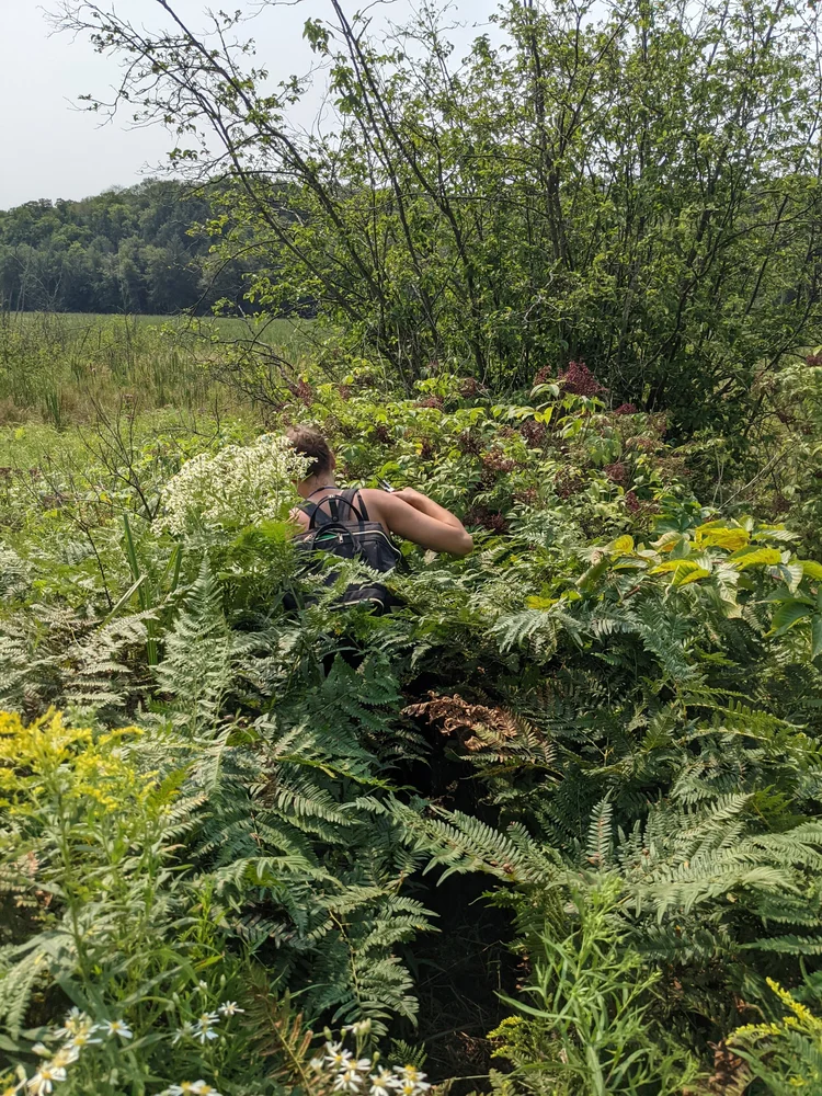 Foraging for Elderberries, sometimes you’ve gotta get in the thick of it!