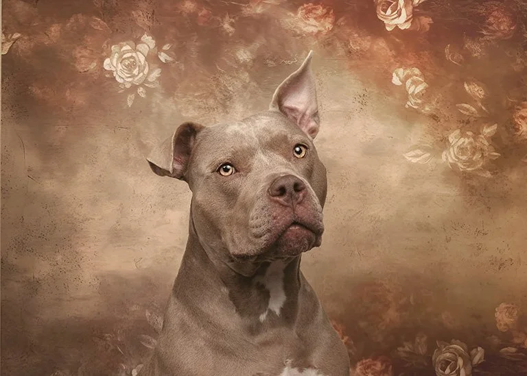 DSC06353-Edit web2.jpg