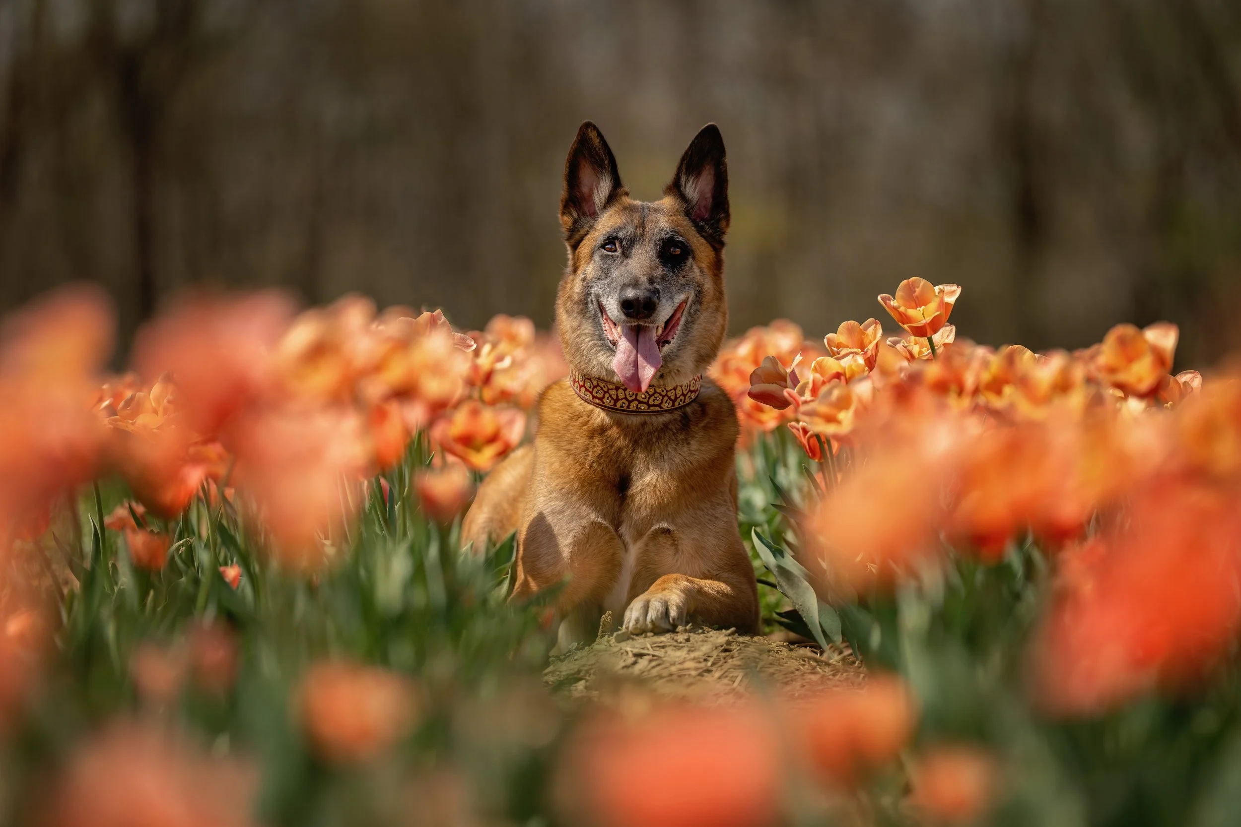 Tulip &amp; Daffodil Season: The Most Beautiful Time for Photos with Your Dog