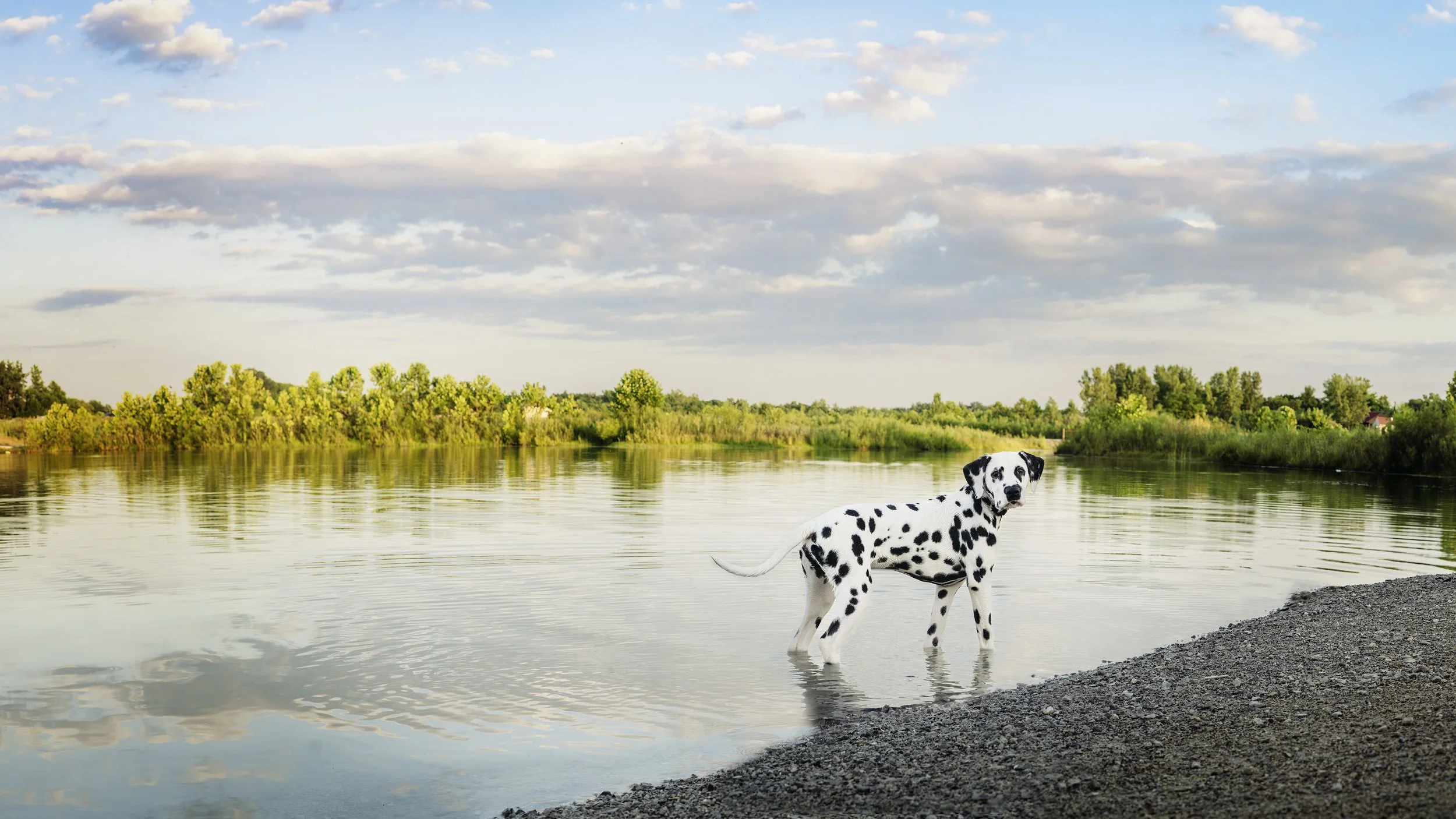 dog photoshoot at Darby Bend Lakes/Prairie Oaks