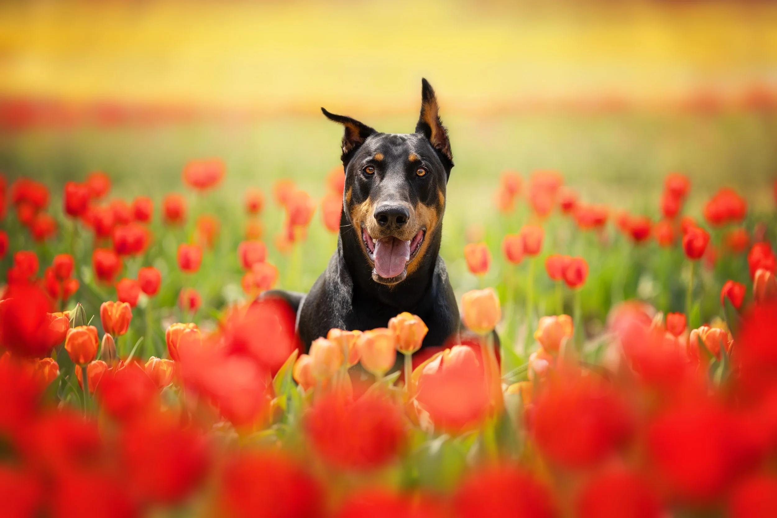 Golden retriever puppy sitting on a dirt path in a tulip field with pink and orange tulips, green trees, and an overcast sky in the background.