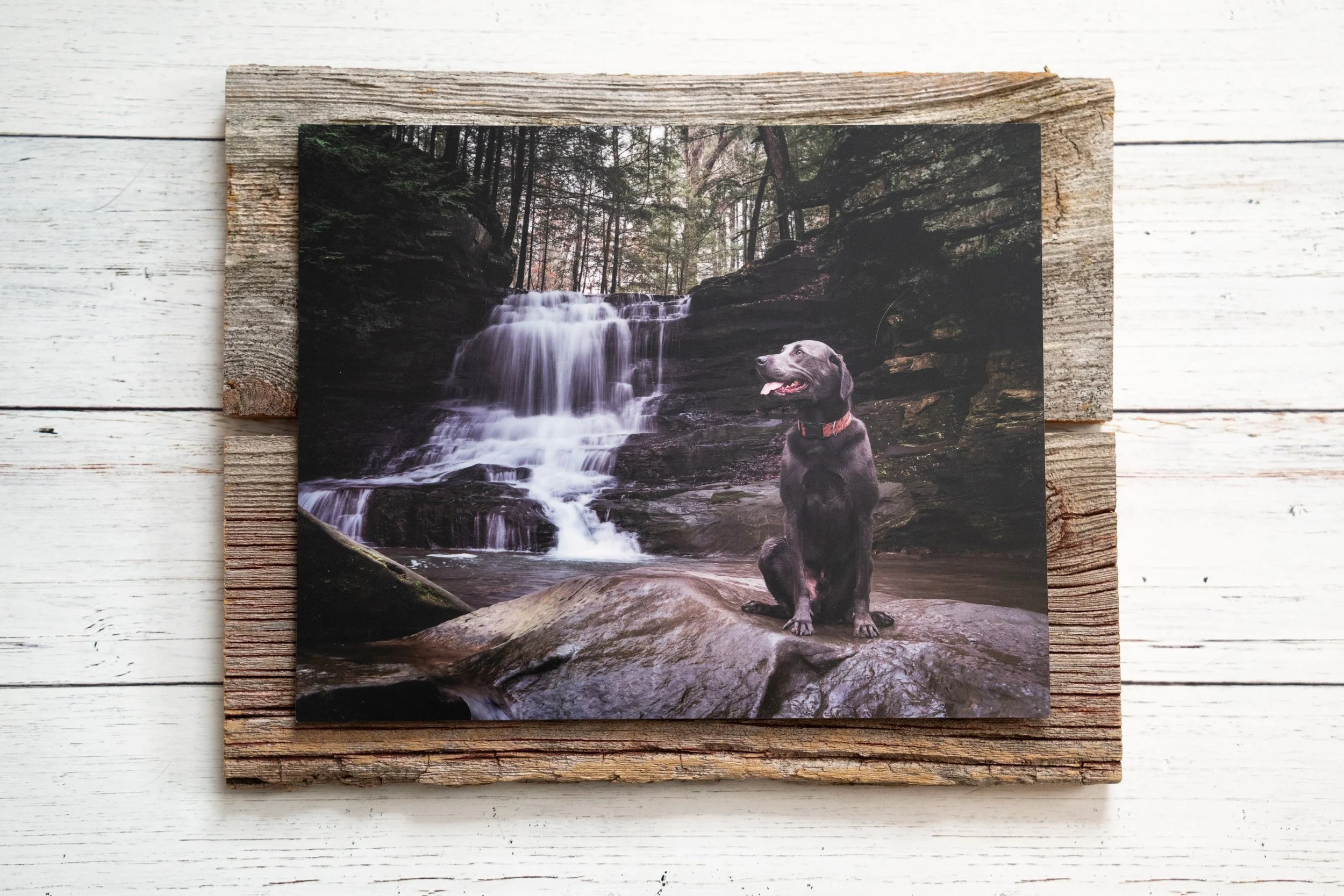 A photo of a black dog sitting on a rock in front of a waterfall in a forest.
