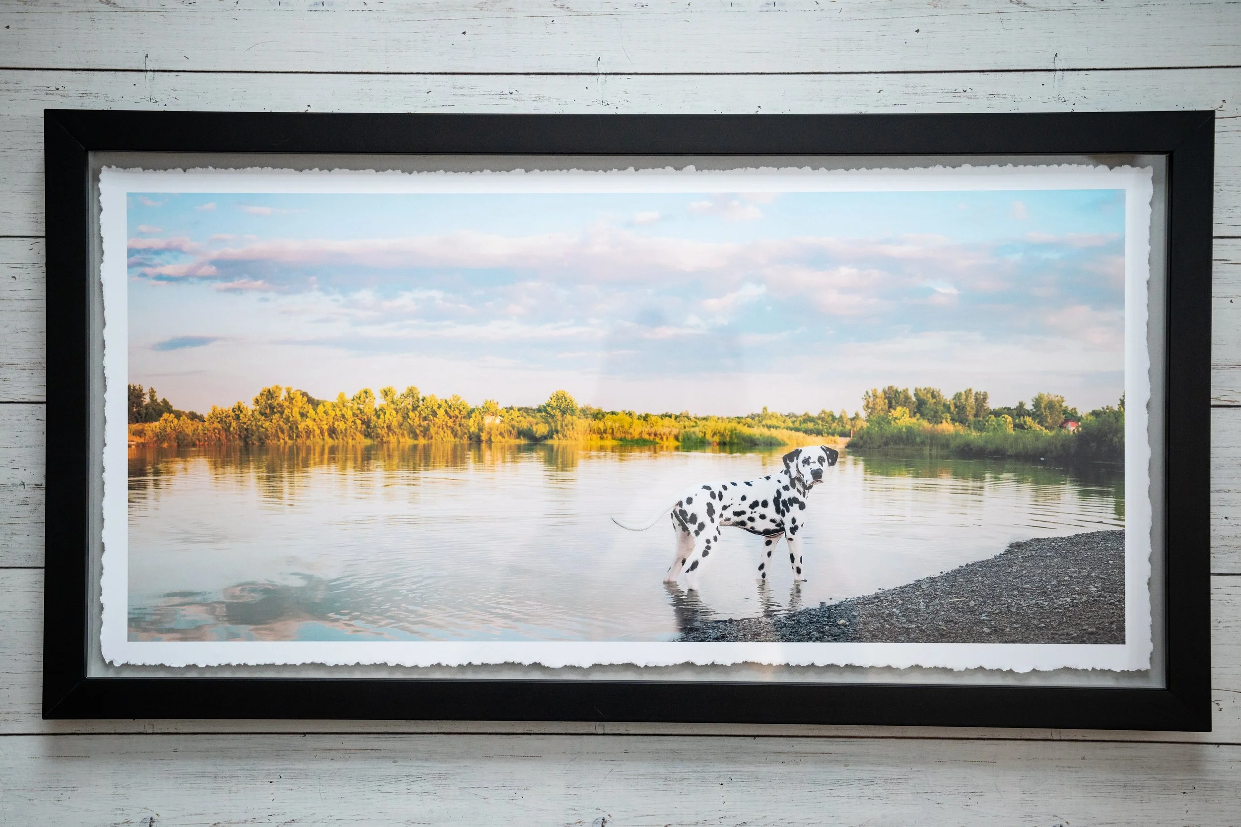 Photograph of a Dalmatian dog standing in shallow water near a beach, with trees and a blue sky with clouds in the background.
