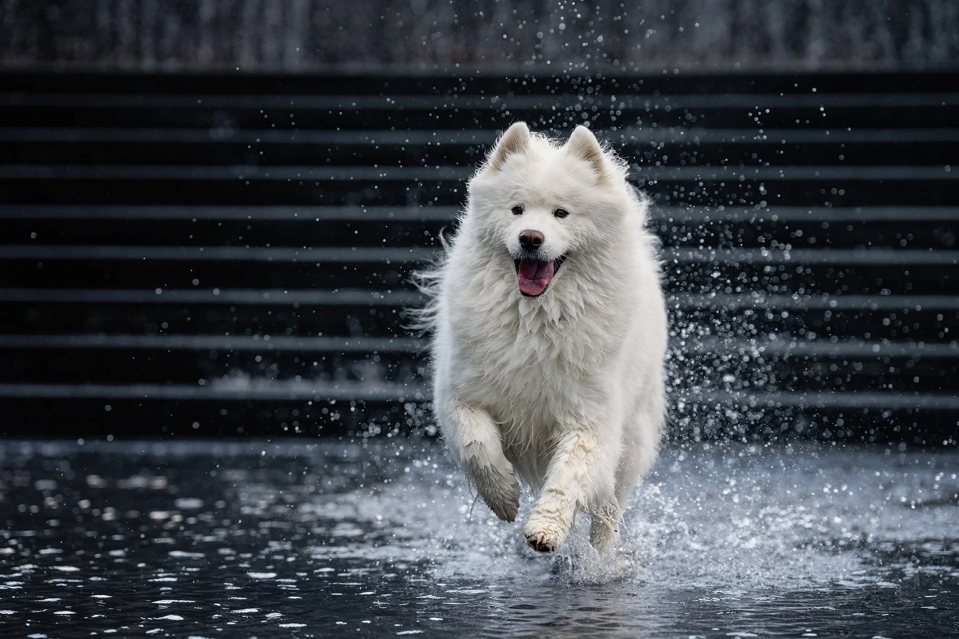 DSC02020-Edit web.jpg