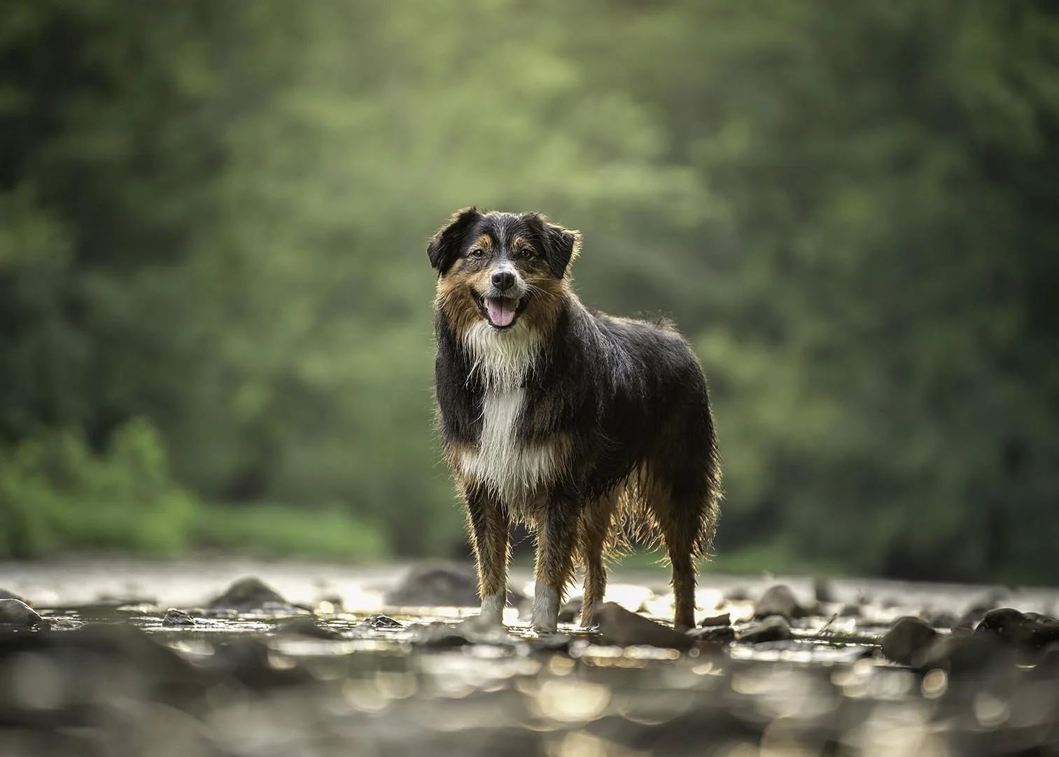 Dog photoshoot at highbanks metro park