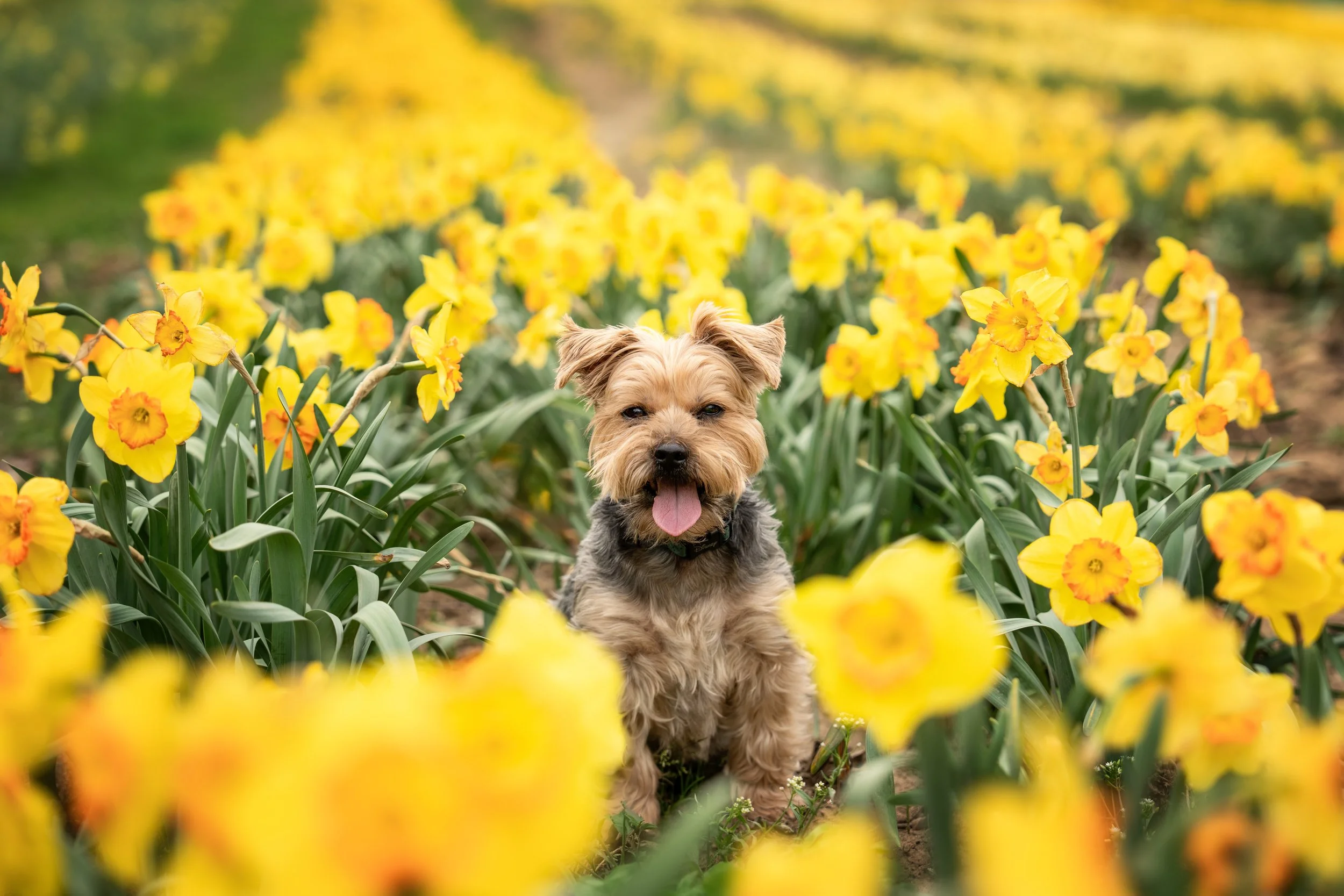 DSC03828-Edit copy.jpg