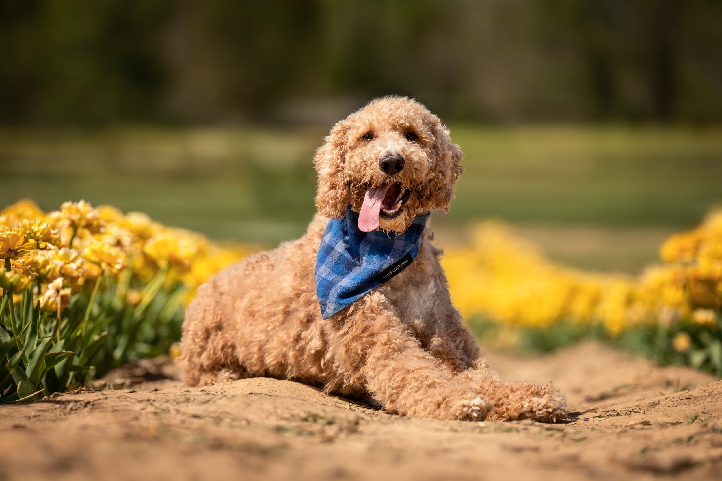 DSC06372-Edit copy.jpg