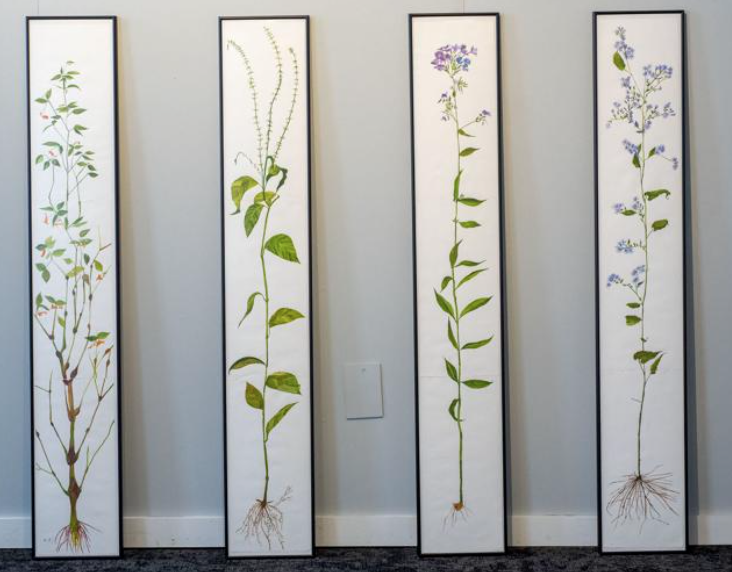 Botanical Paintings (Four long slender images of wild flowers on a white background)