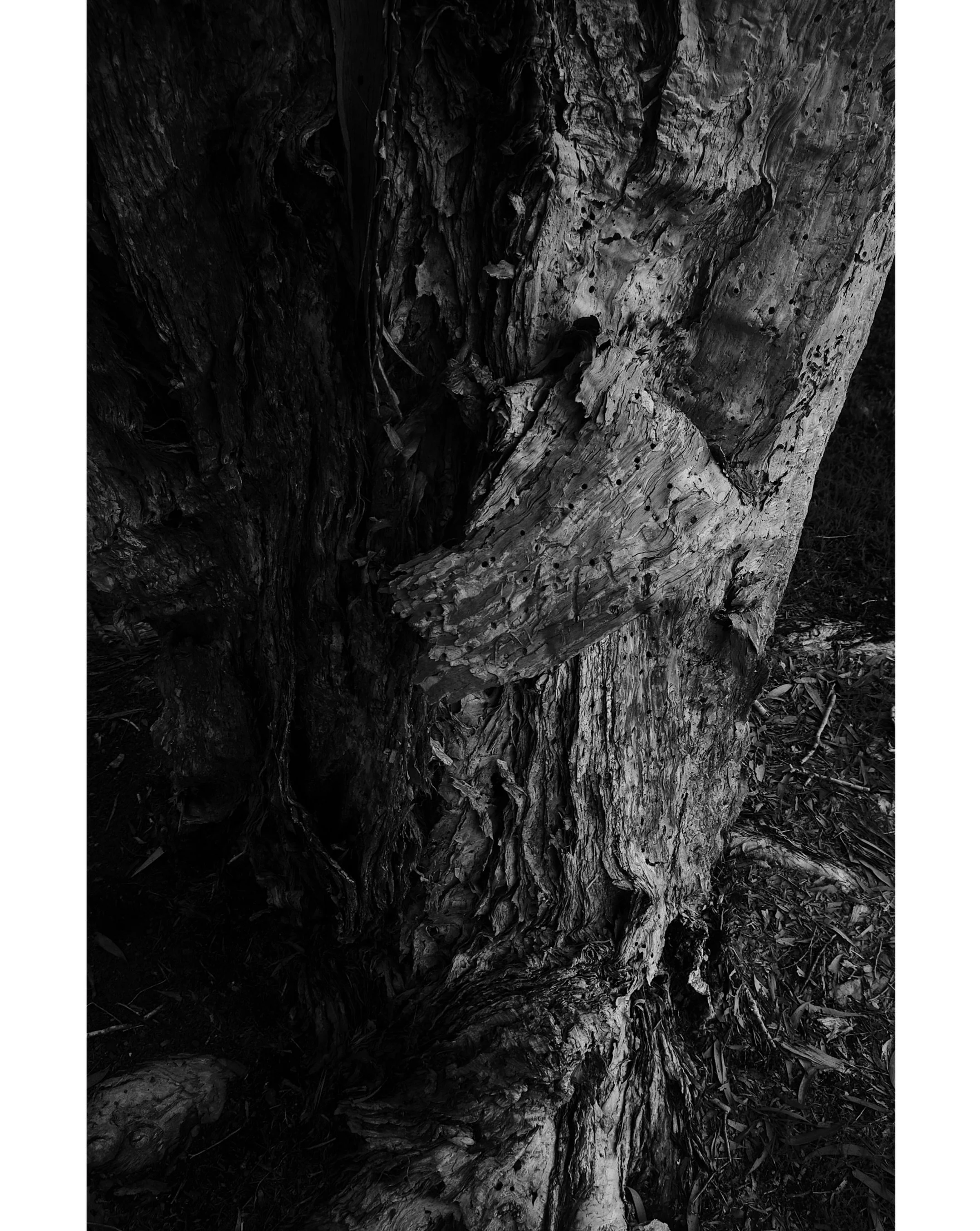 bark patterns

Ive been slightly demotivated recently, hence the lack of posts. But I went on a walk with my camera to the Maccas near my house, and I saw this tree. I really tried to use a shallow depth of field to emphasise how intricate some of th