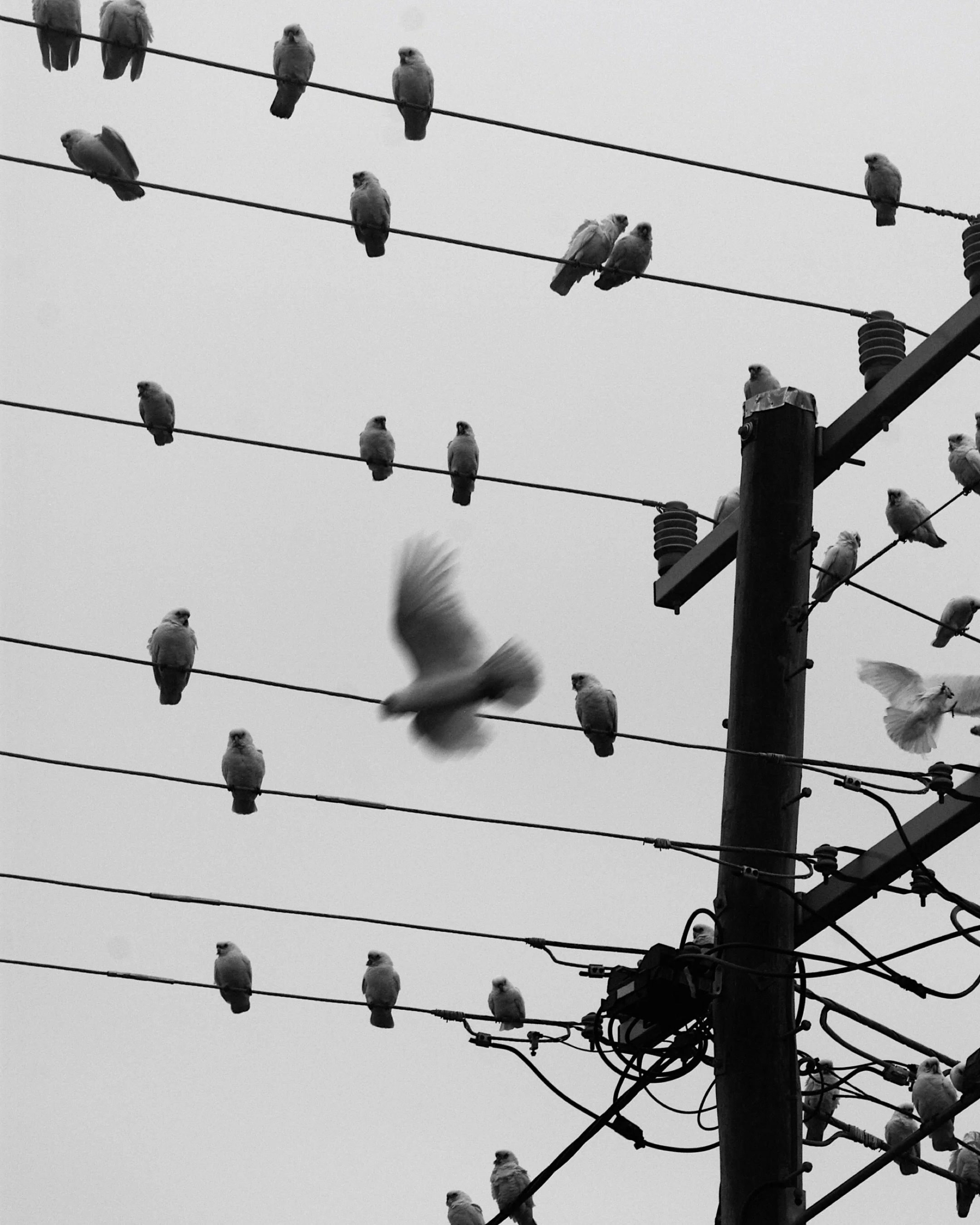 corella colosseum

I think this is my favourite photo Ive taken so far. I feel as though it represents society in a way. Theres conflict, and so many of us are there watching on as bystanders. It&rsquo;s interesting the way the corellas look so power