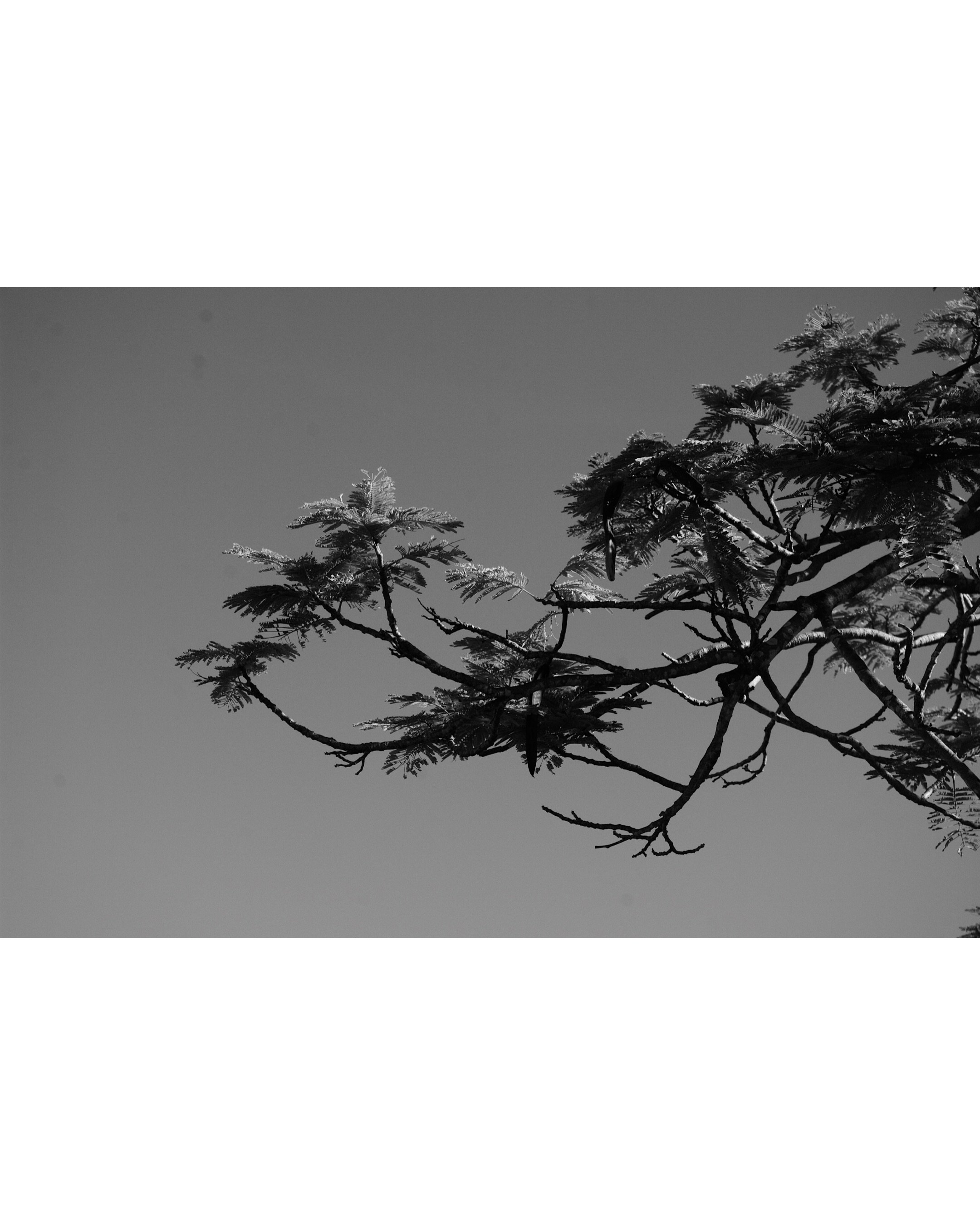 jacaranda bonsai

#blackandwhite #photography #pentax