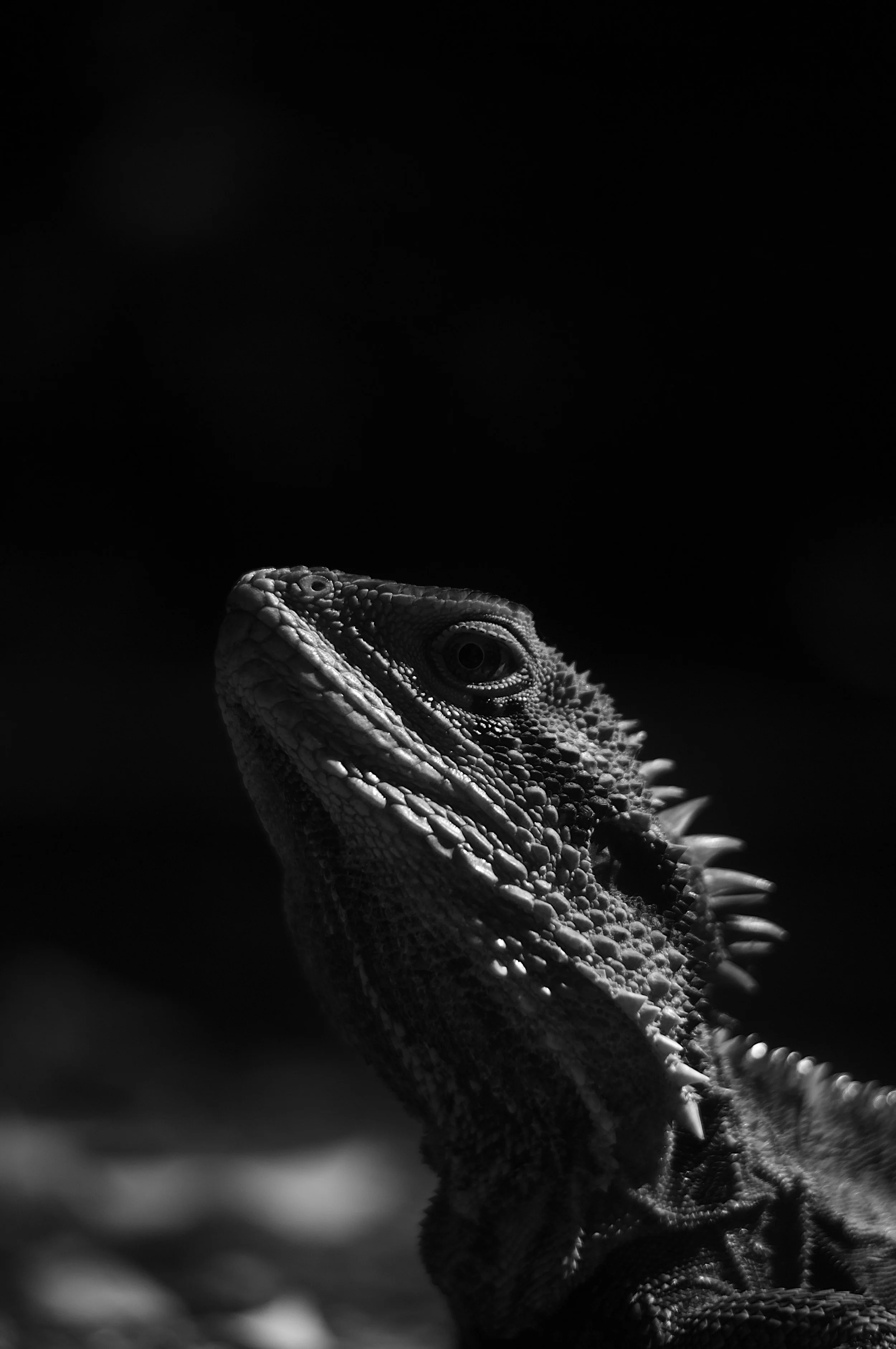 _IMG3482_VSCO.jpeg
