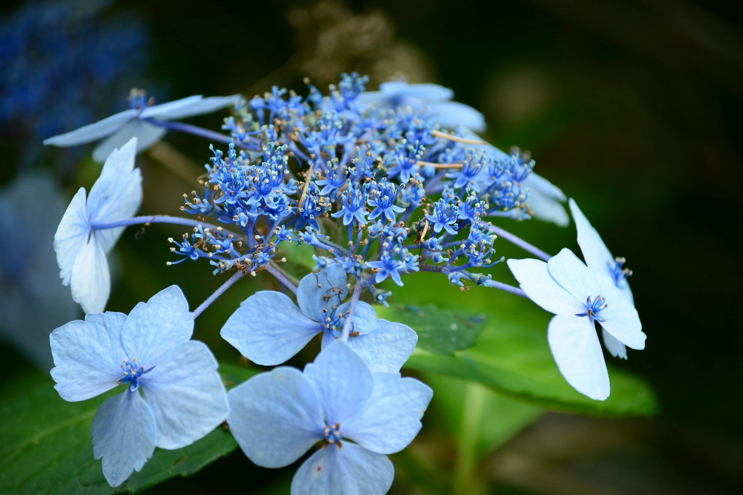Close-up of a cluster of blue and white hydrangea flowers with dark blurred background.