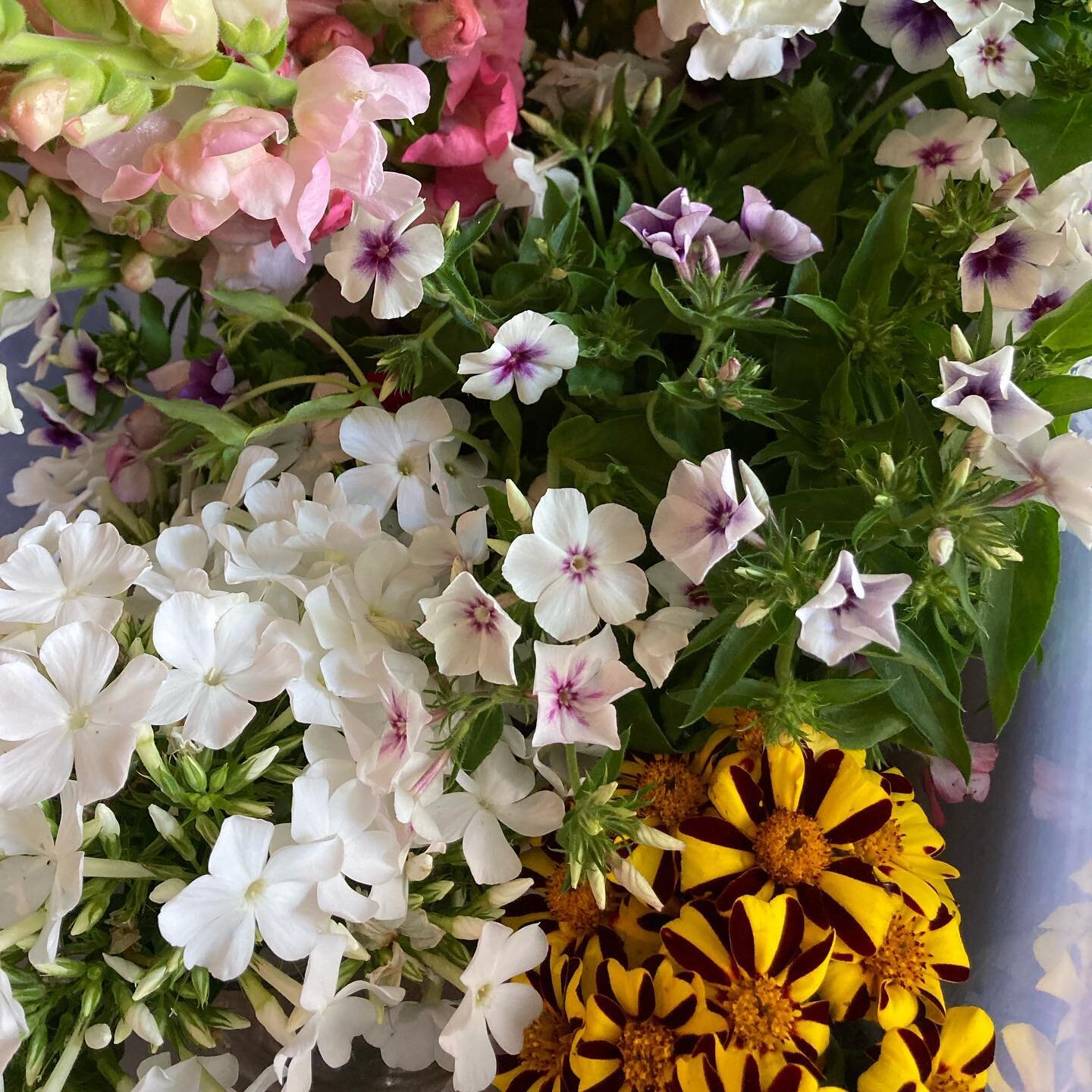 The annual flowers are coming in strong! Blossom Hill Farm will be at the Sanford Farmers Market Saturday morning 8:00am -12:00pm. Come and create your own bouquets from our flower bar!! We will also have our popular nosegay bunches, $5 special on Sn
